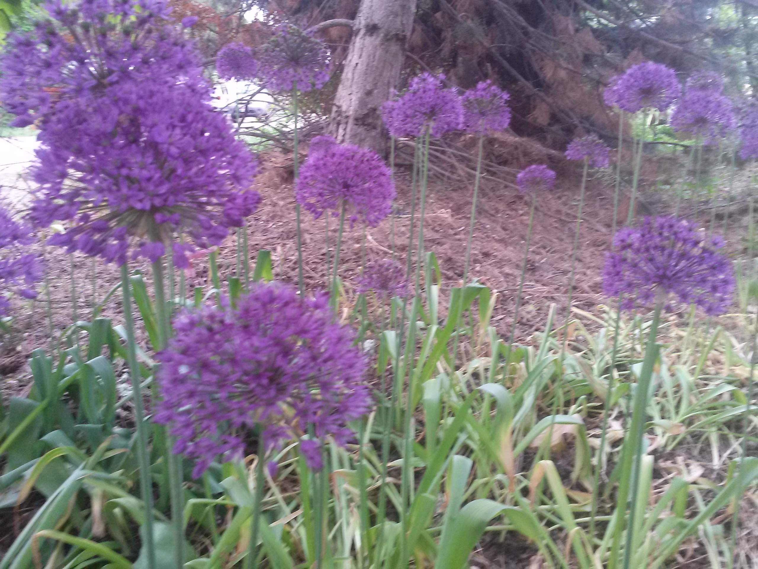 Ornamental Onion – SNAKE RIVER SEED COOPERATIVE