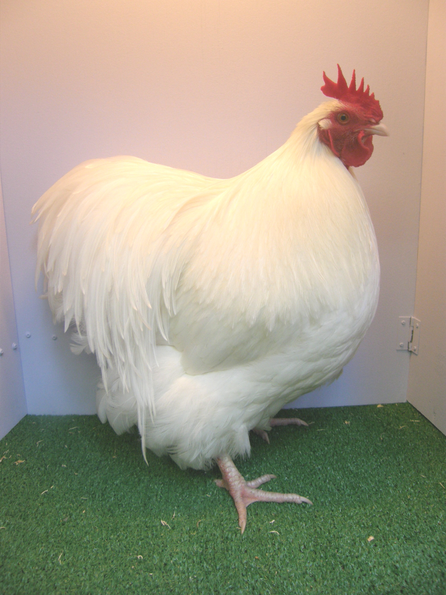 Orpington - Poultry Hub
