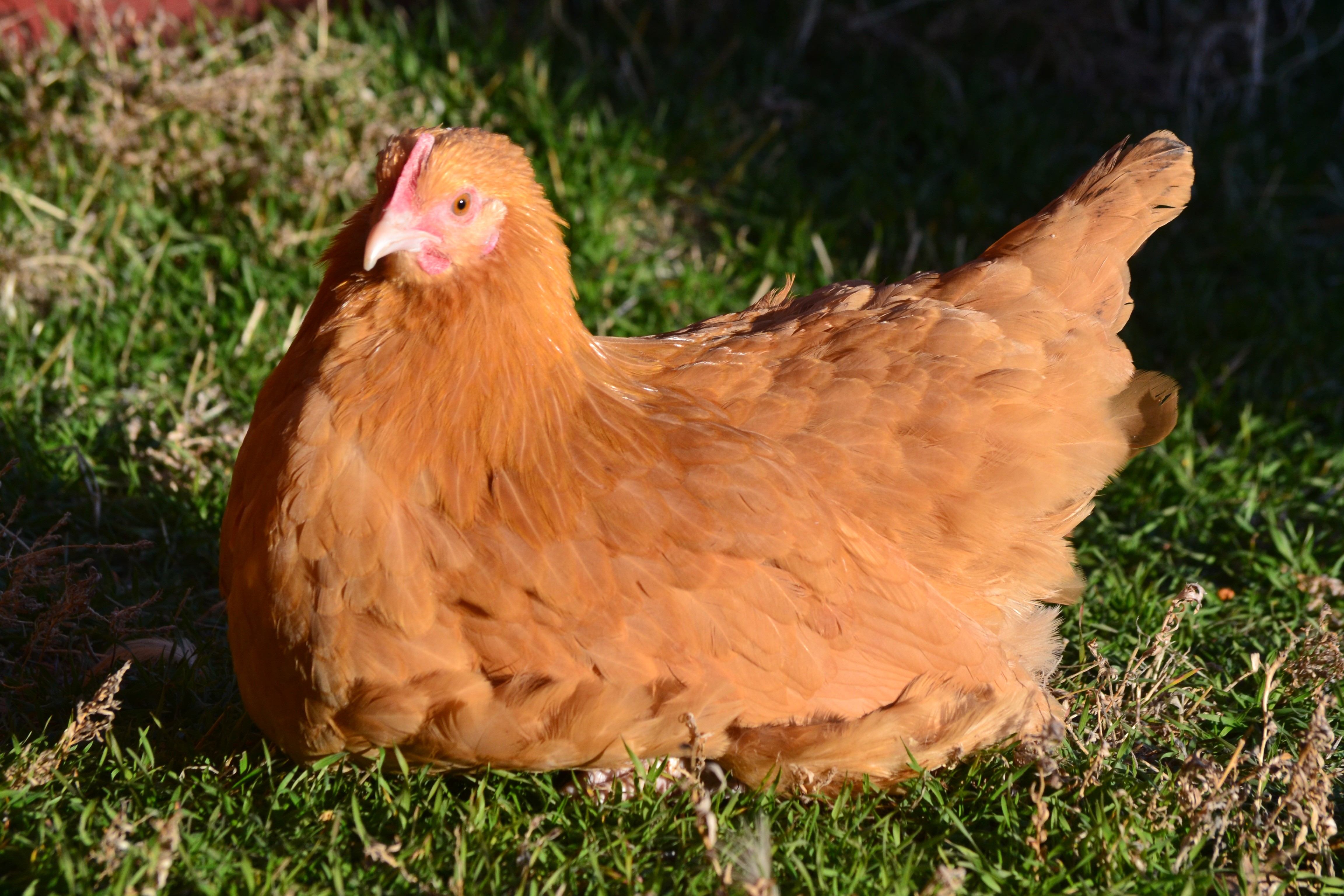 Buff Orpington Started Pullets | Cackle Hatchery