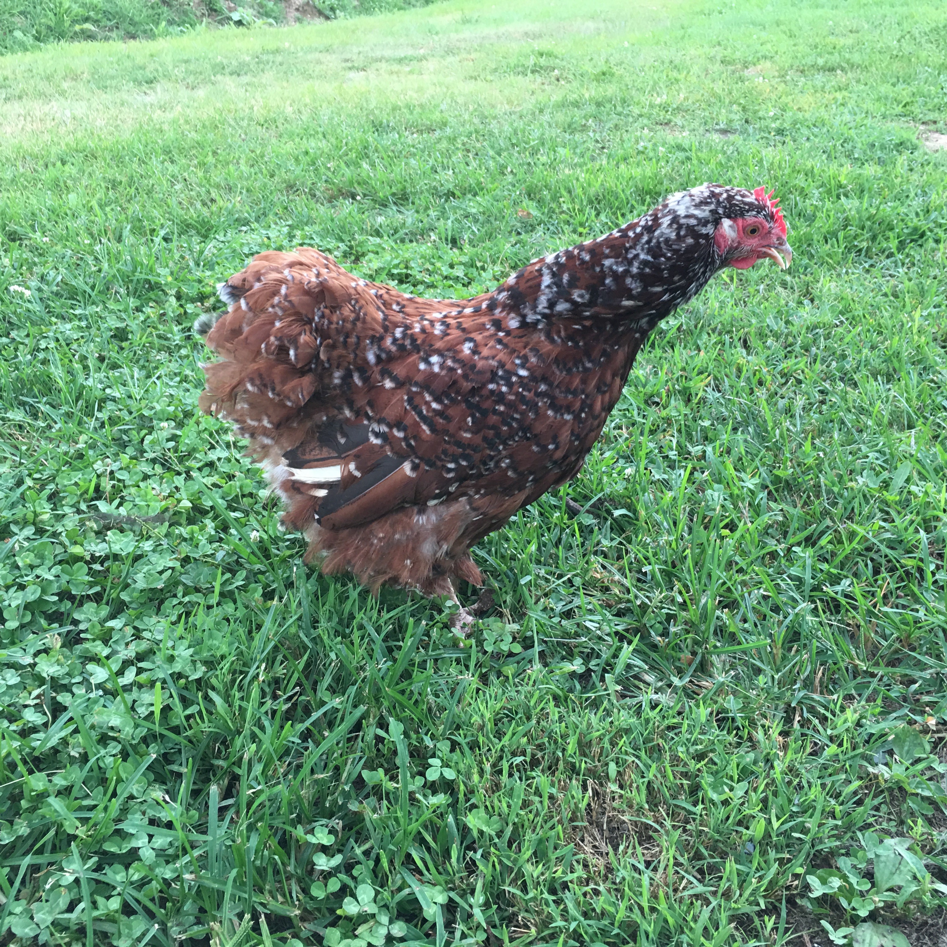 Jubilee Orpington Chicken For Sale | Cackle Hatchery