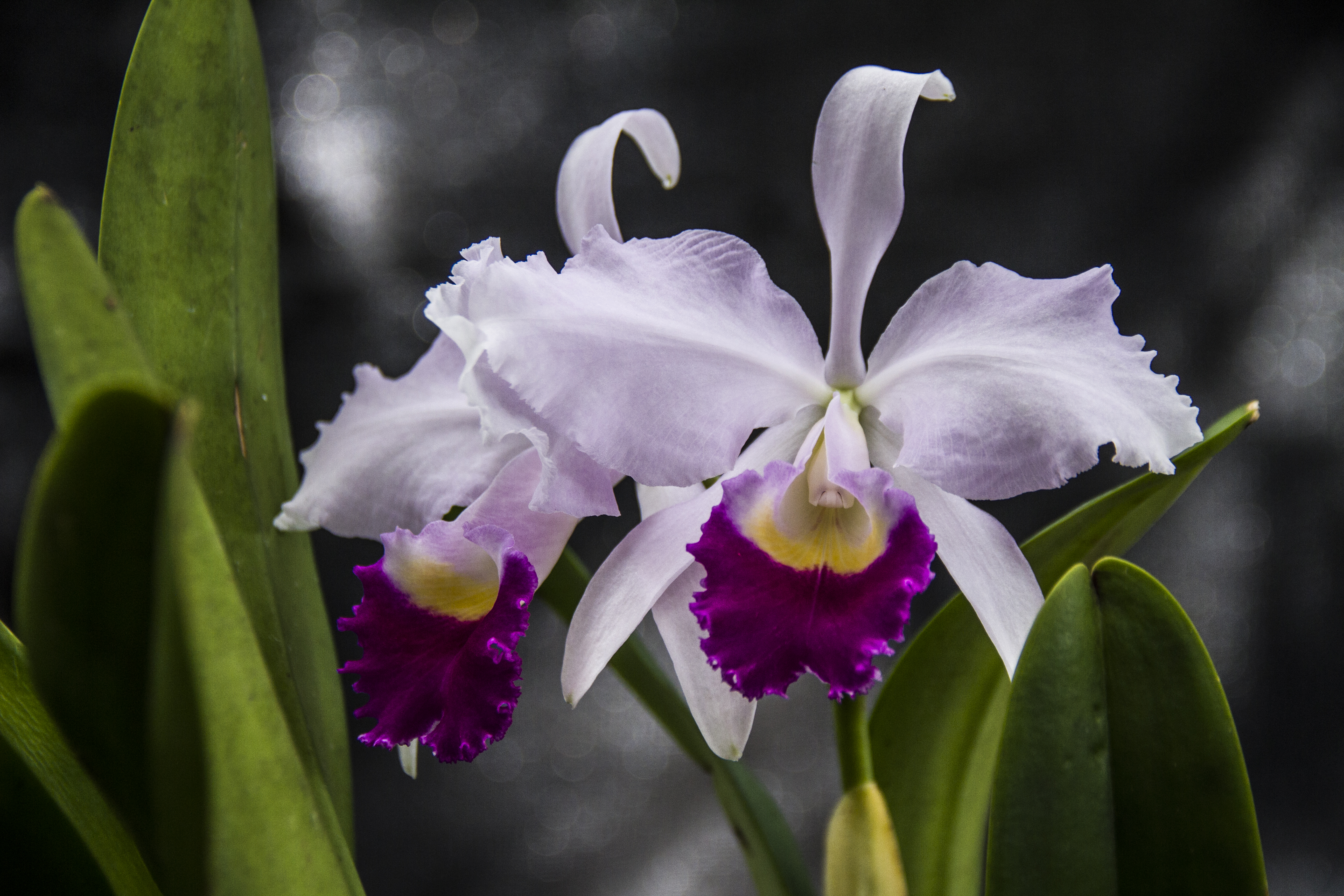 La orquídea, un tesoro nacional | WWF