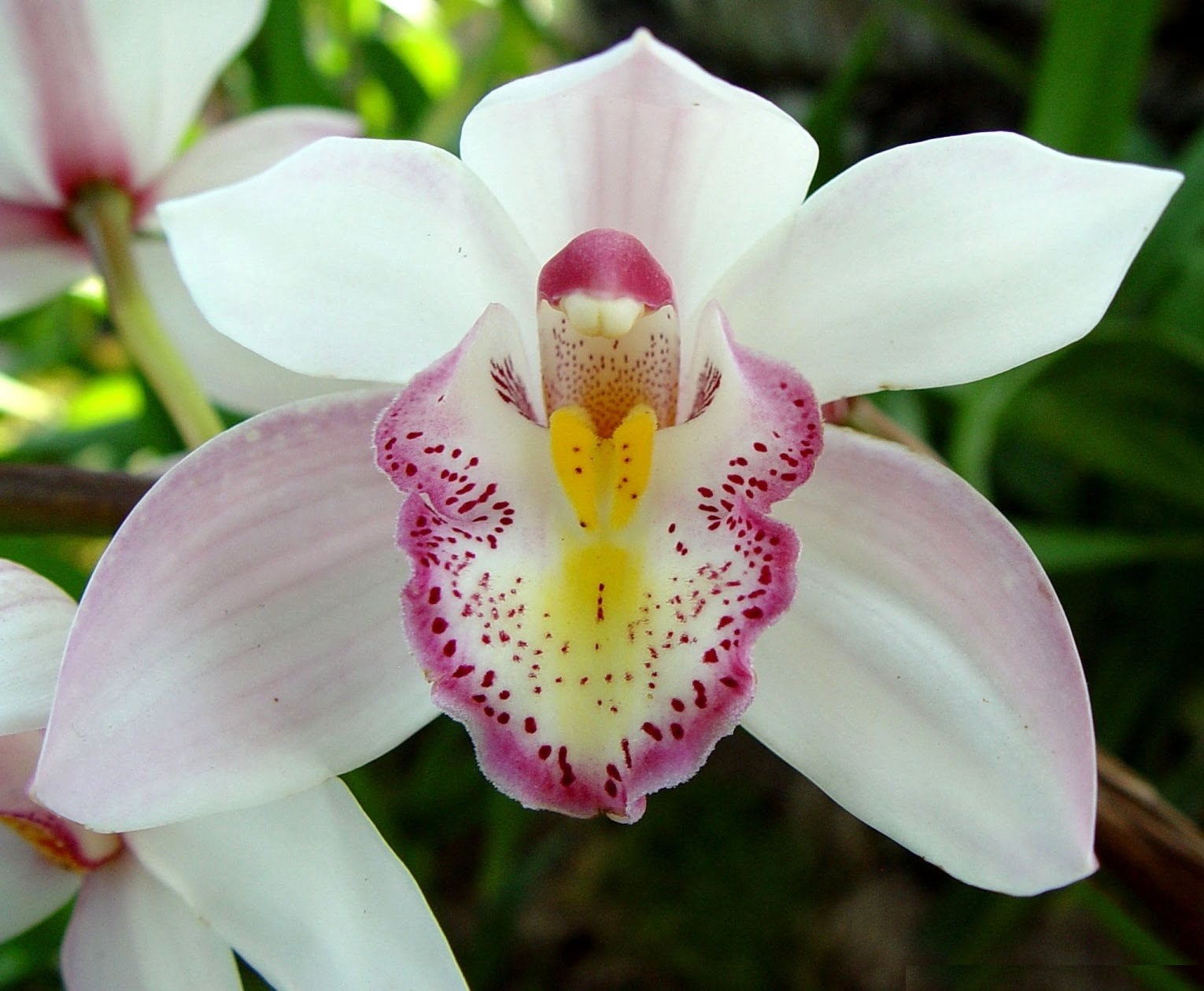 Video fotos de orquídea parte 1 - YouTube
