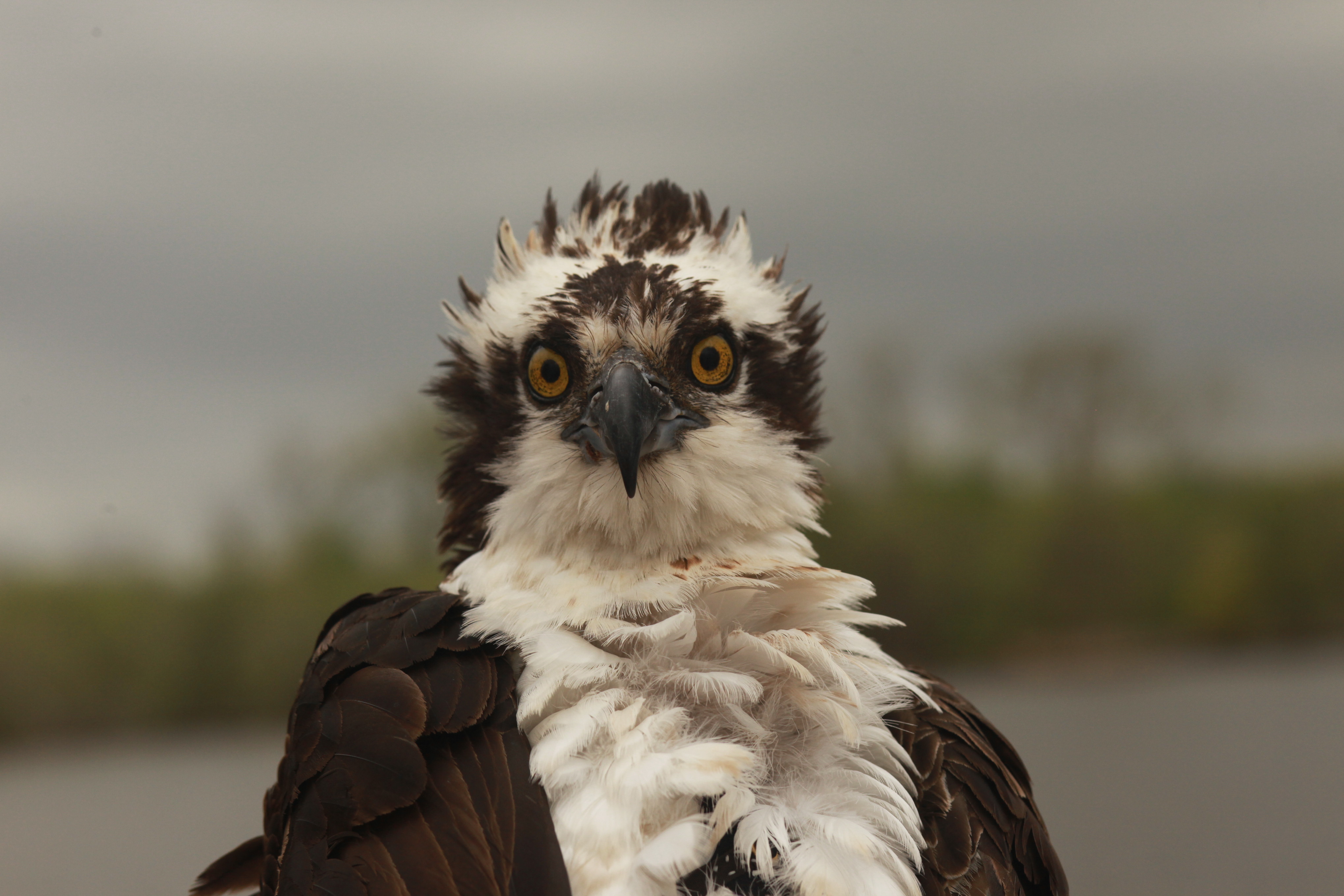 Meet Our 2013 Tracked Osprey! - The Center for Conservation Biology
