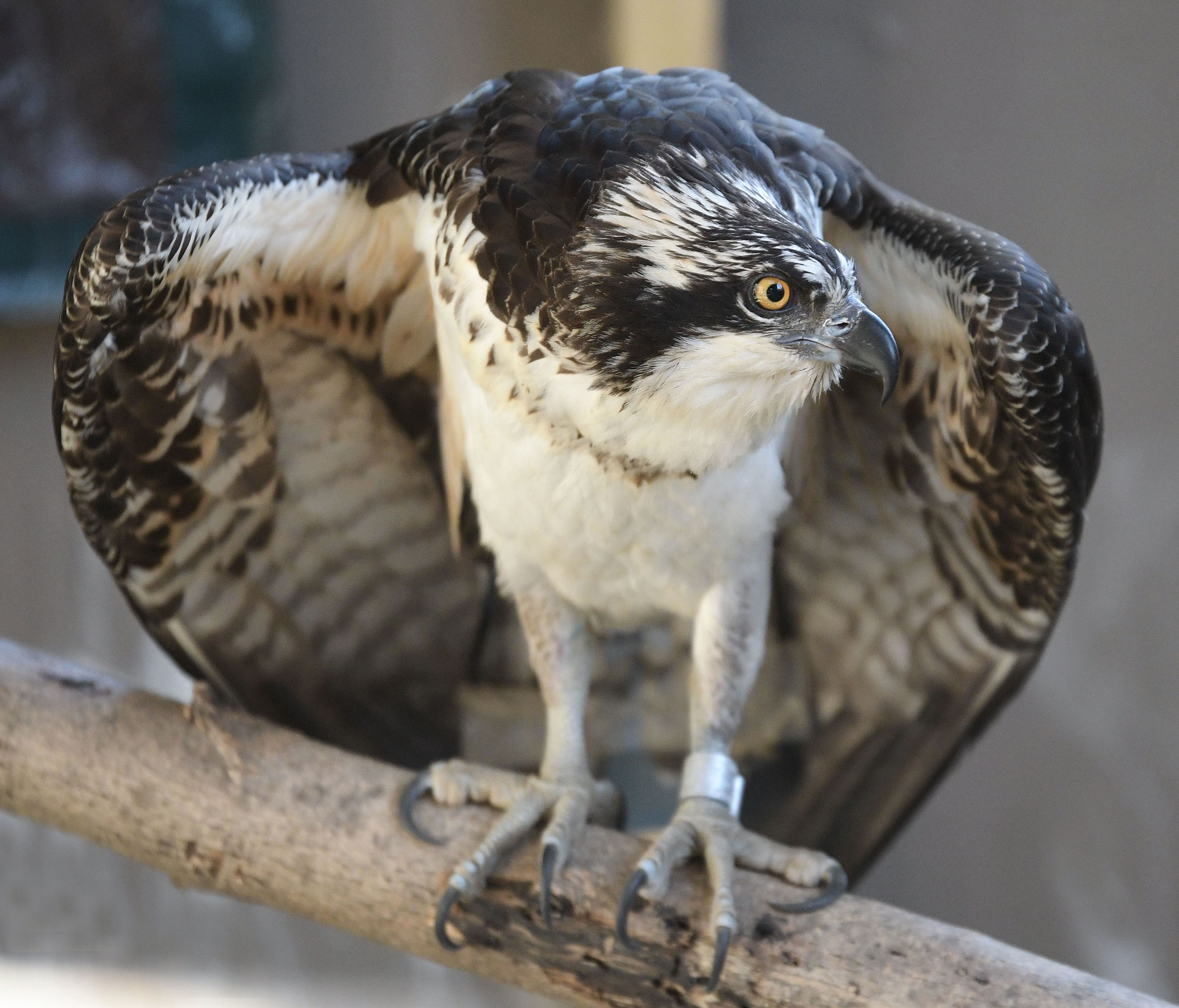 Bailey, Osprey From Live Cam, Heads to Raptor Rehab | Audubon