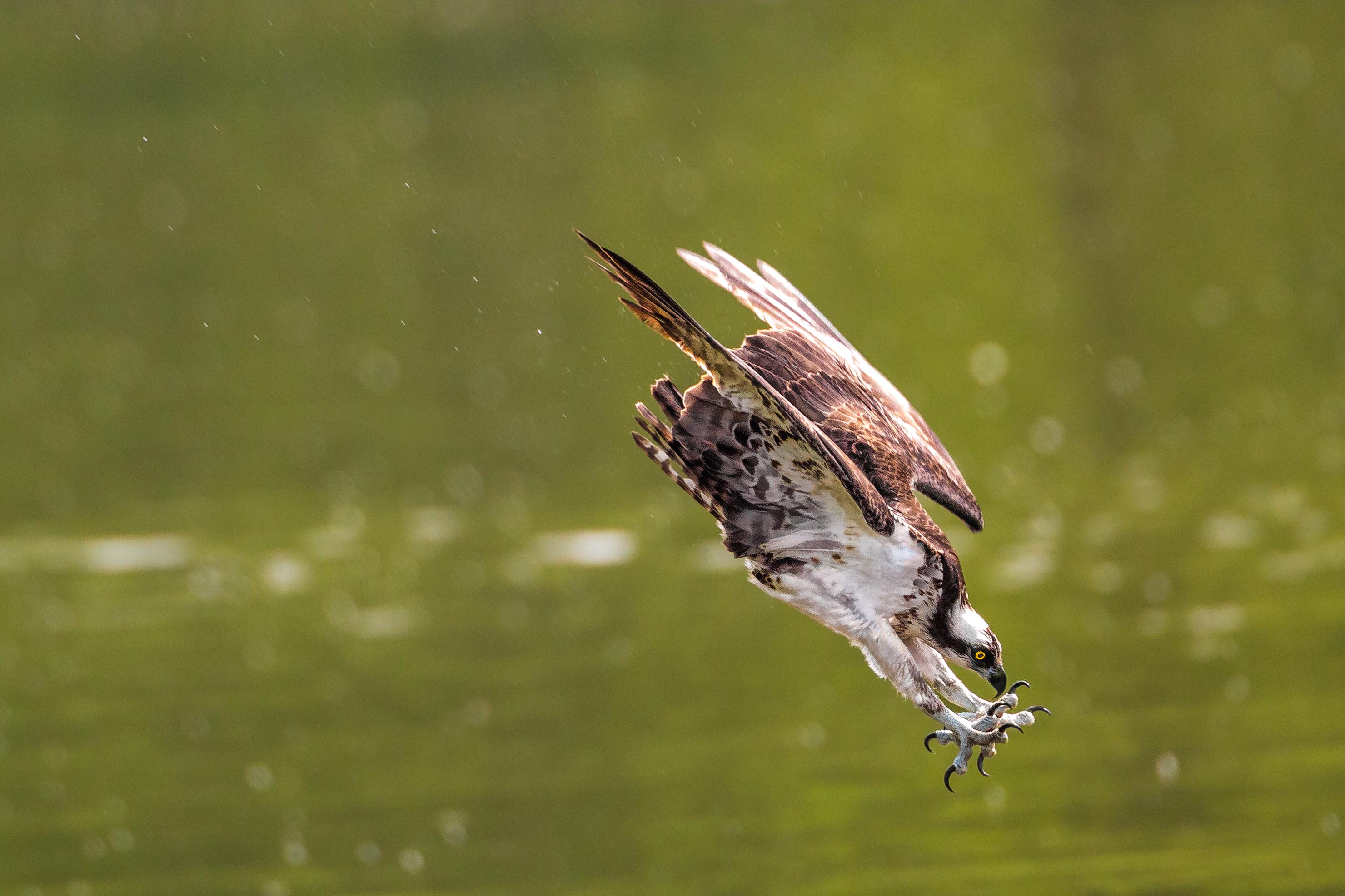 Osprey | The Audubon Birds & Climate Change Report