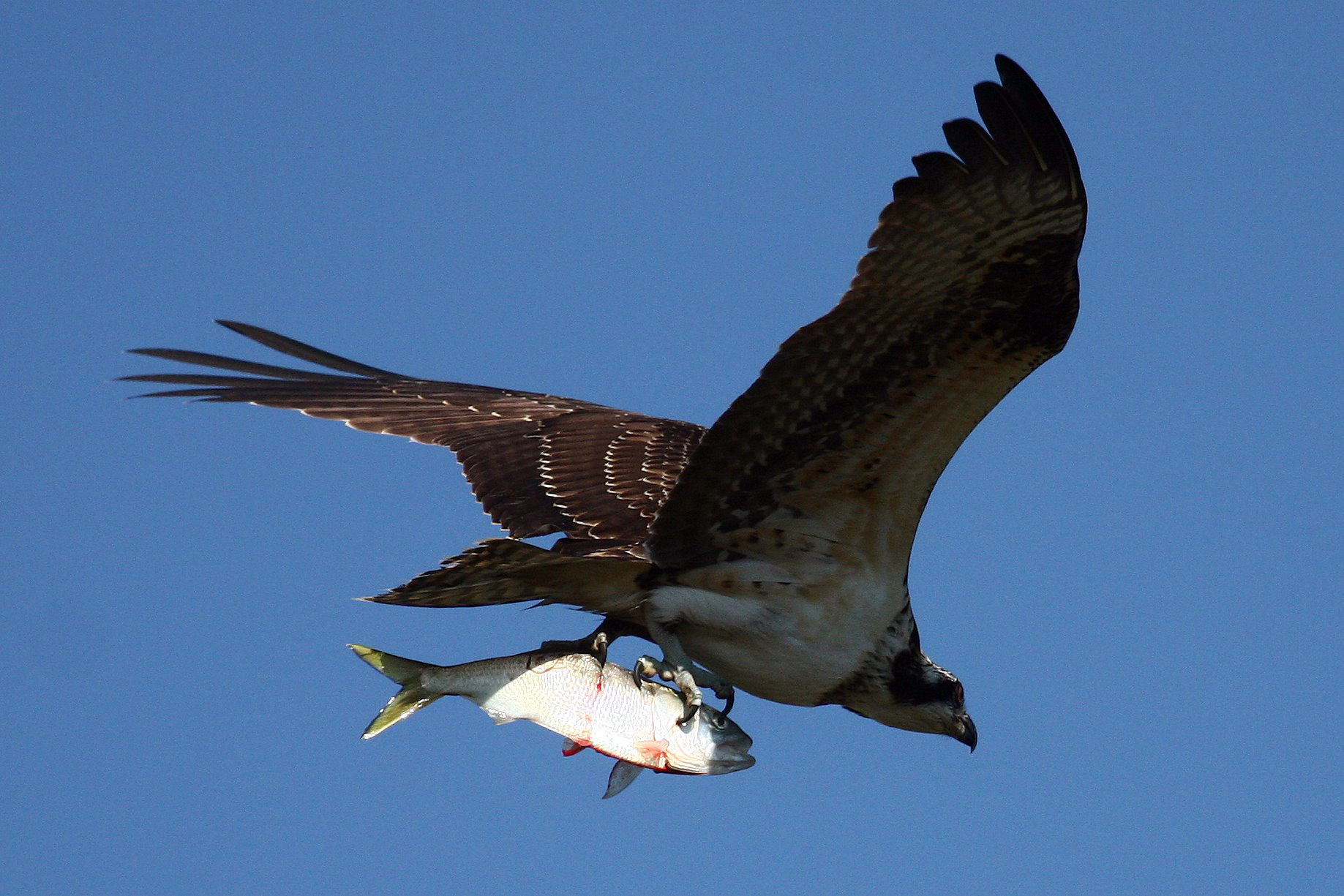 WildWatchcams: Ospreys | Washington Department of Fish & Wildlife
