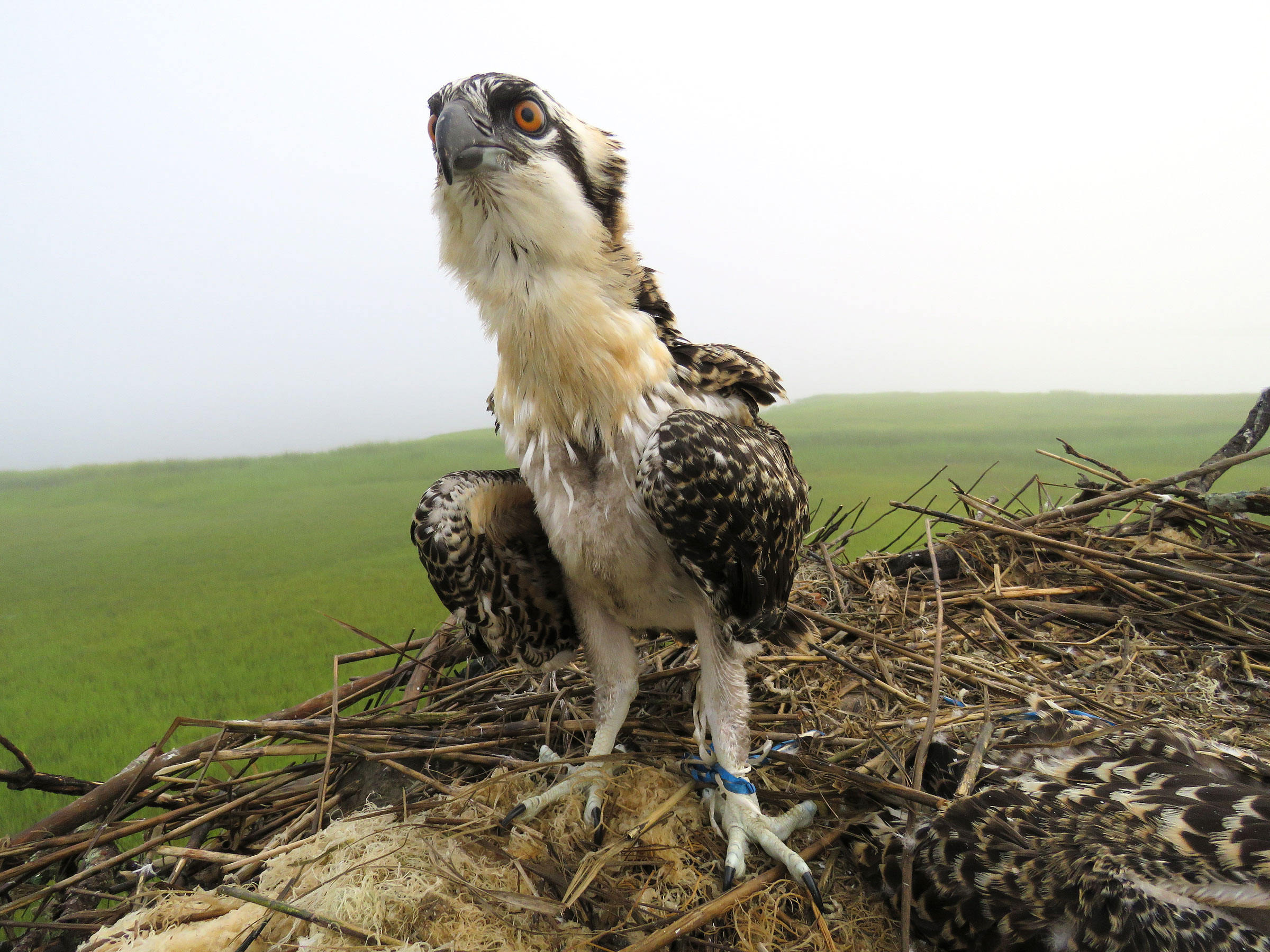 More Plastic in the World Means More Plastic in Osprey Nests | Audubon
