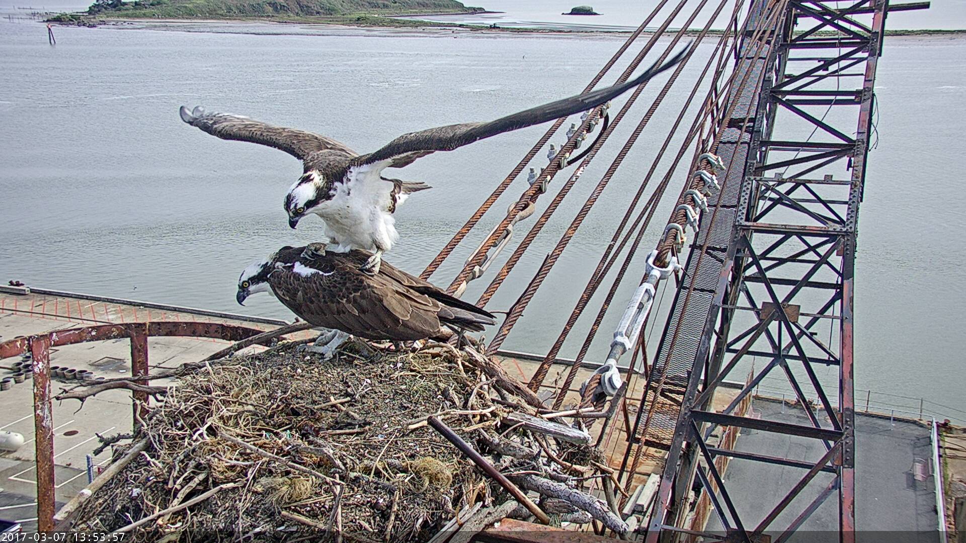 Osprey love-nest cam keeps an eye on raptors' raptures - SFGate