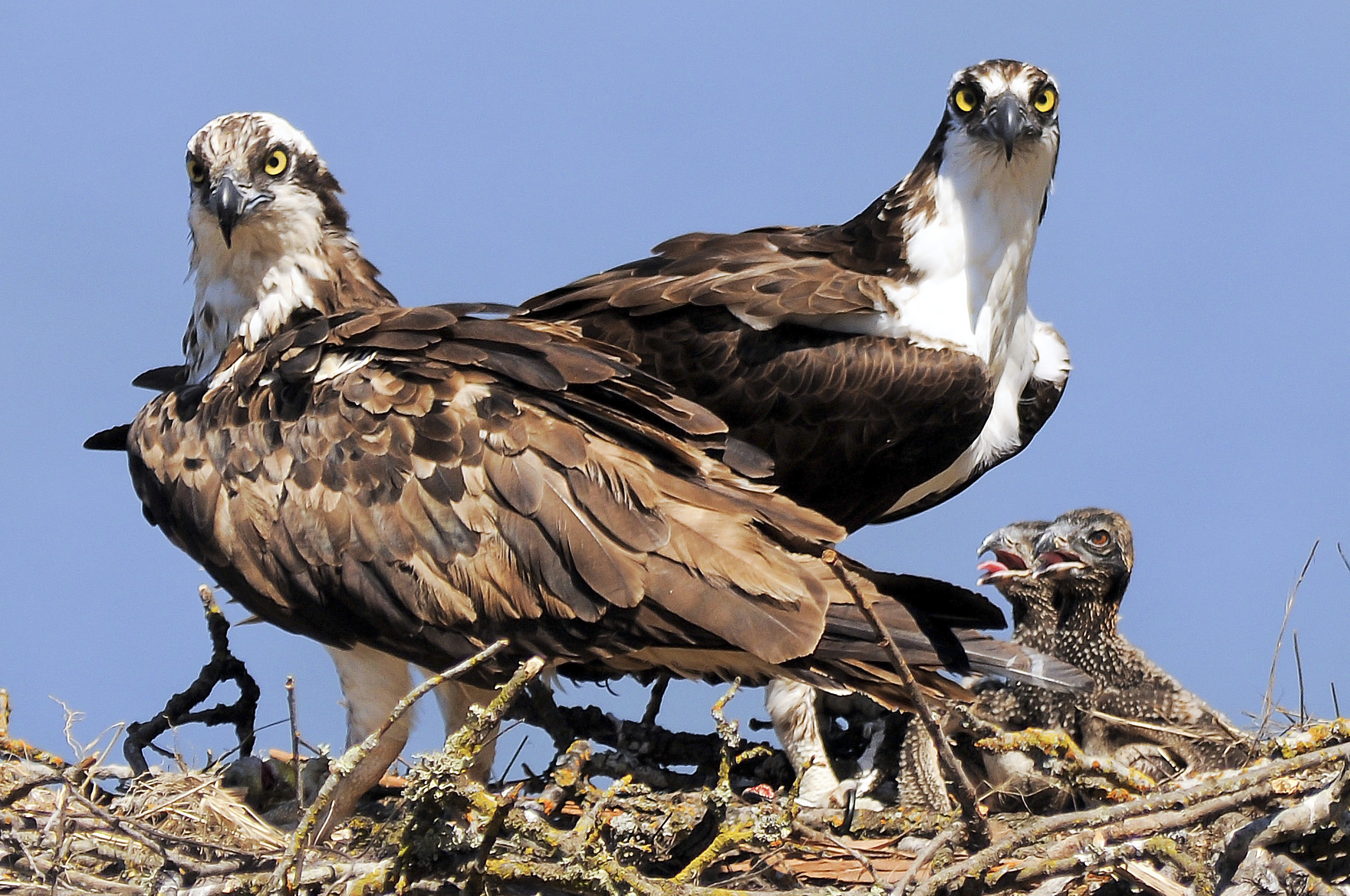 Osprey Families of the Delaware River Basin : The National Wildlife ...