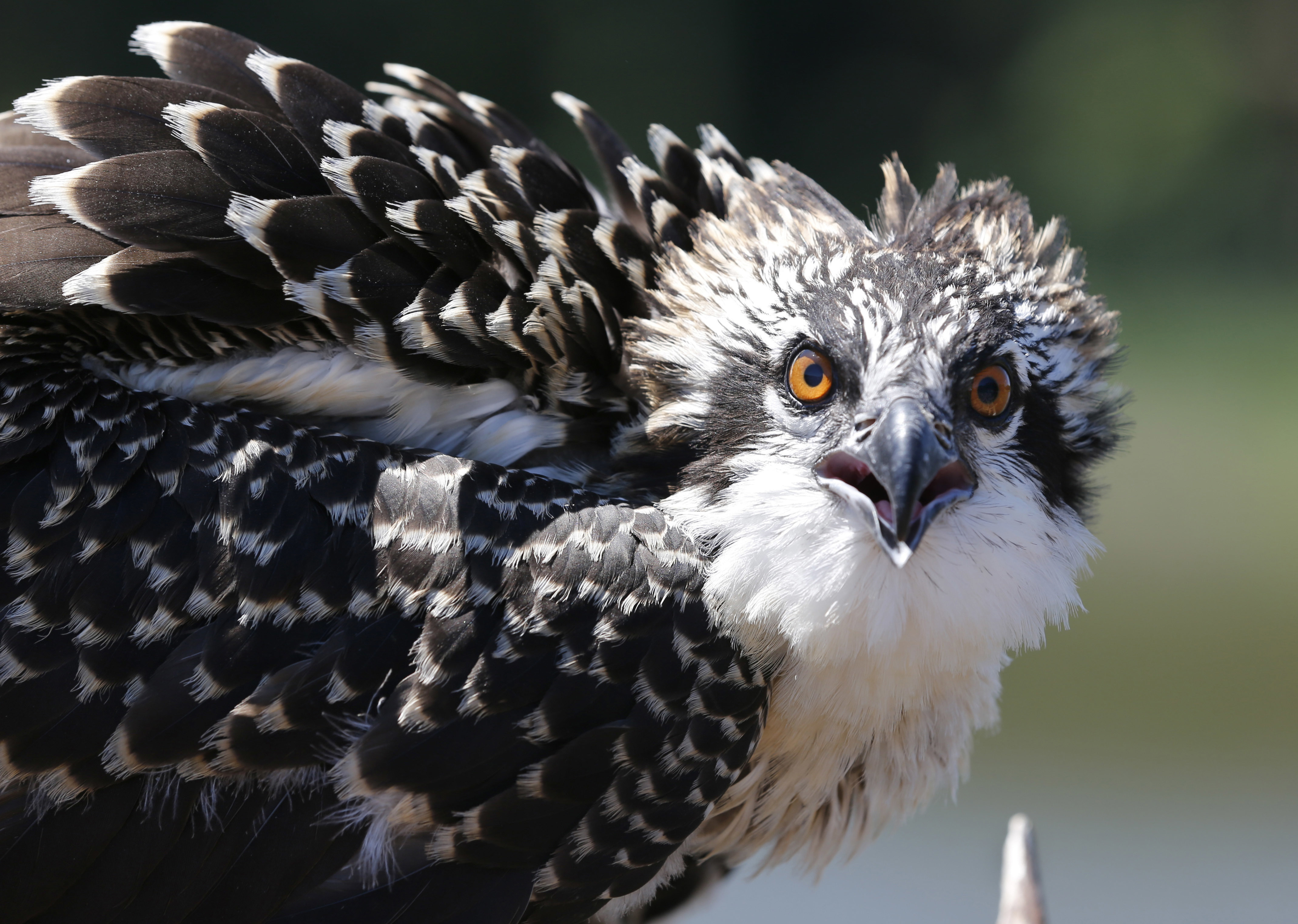 Oregon Legislature names osprey; keeps meadowlark | OregonLive.com