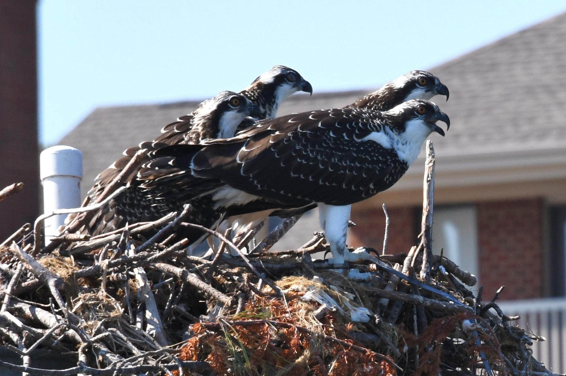 Bay's osprey population in decline--again | WYPR