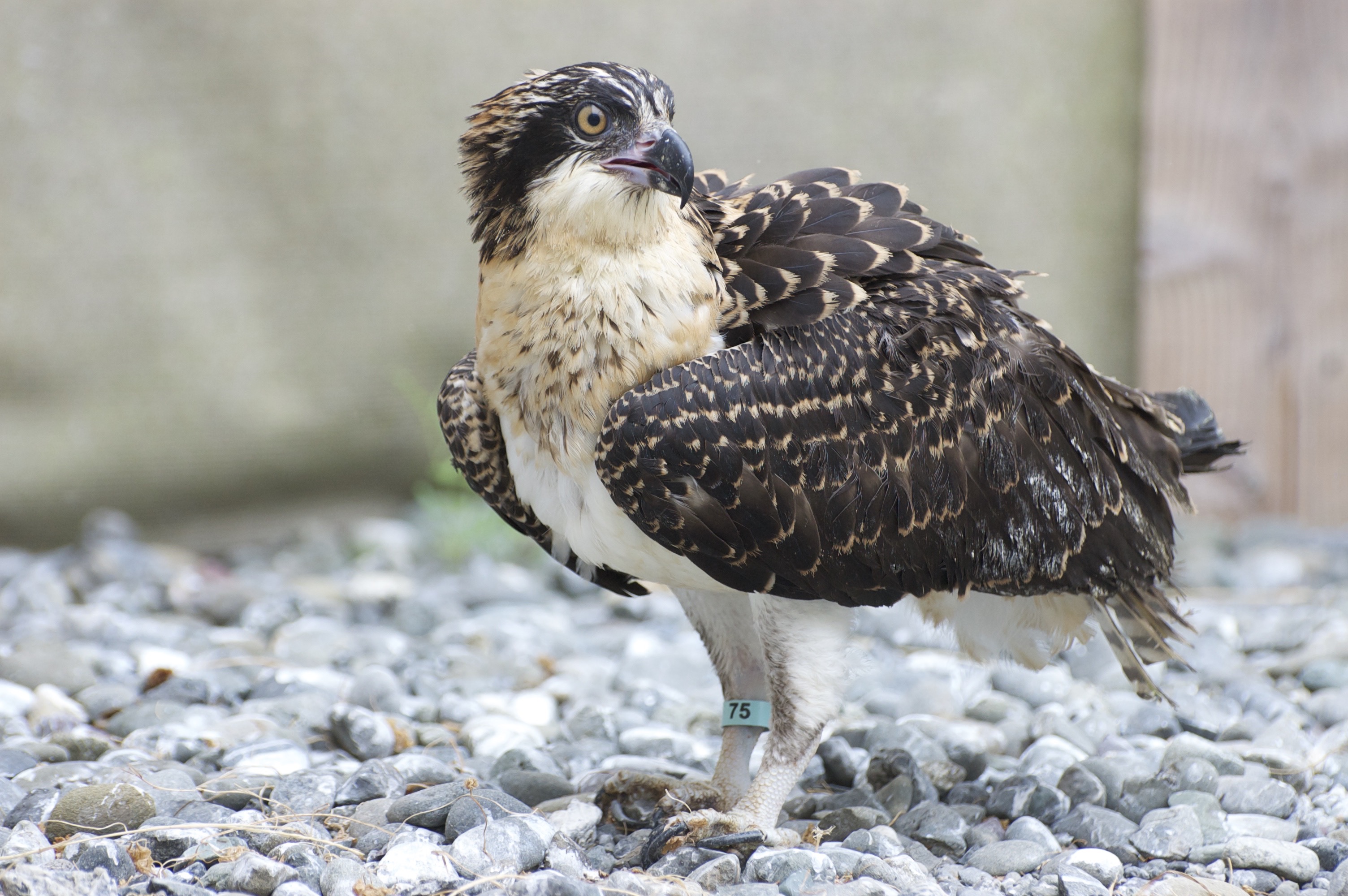 Osprey in Care – the Fish Hawks – Bird Ally X