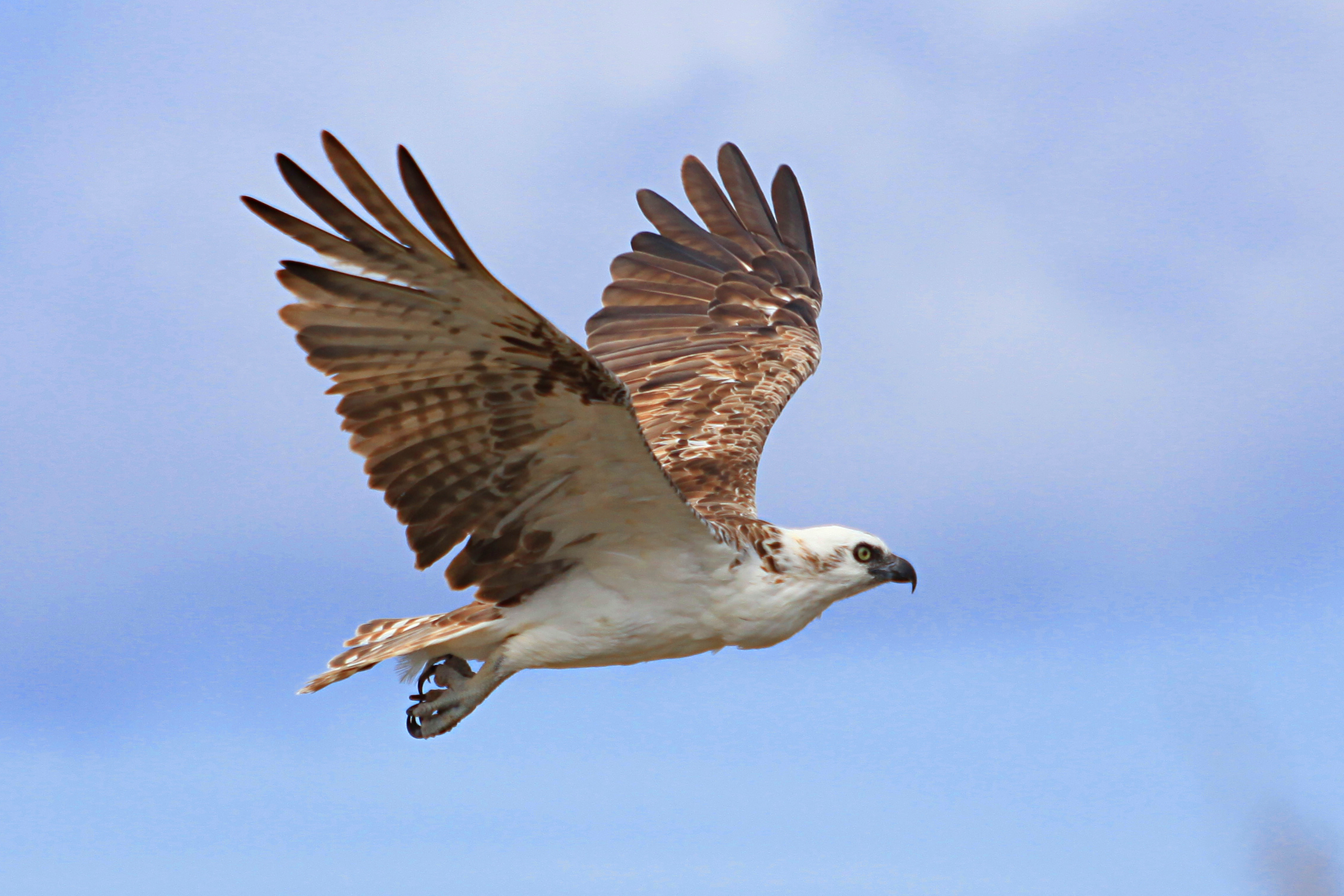 Beautiful Osprey flying over Salt Cay. « Salt Cay Accommodations