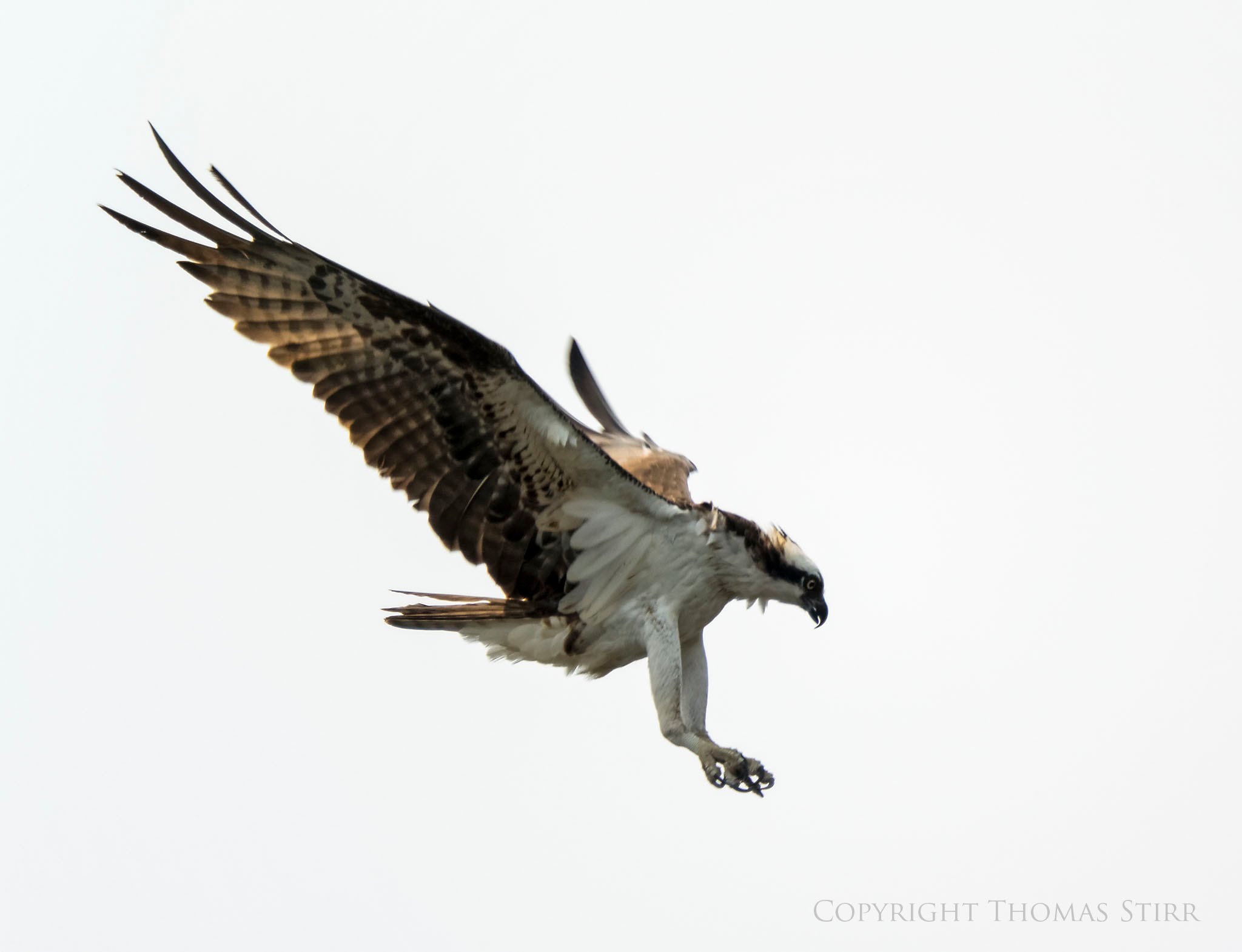 Osprey in Flight - YouTube
