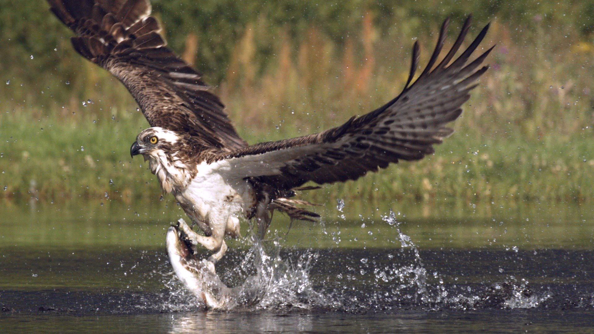 An osprey fishing in spectacular super slow motion | Highlands ...