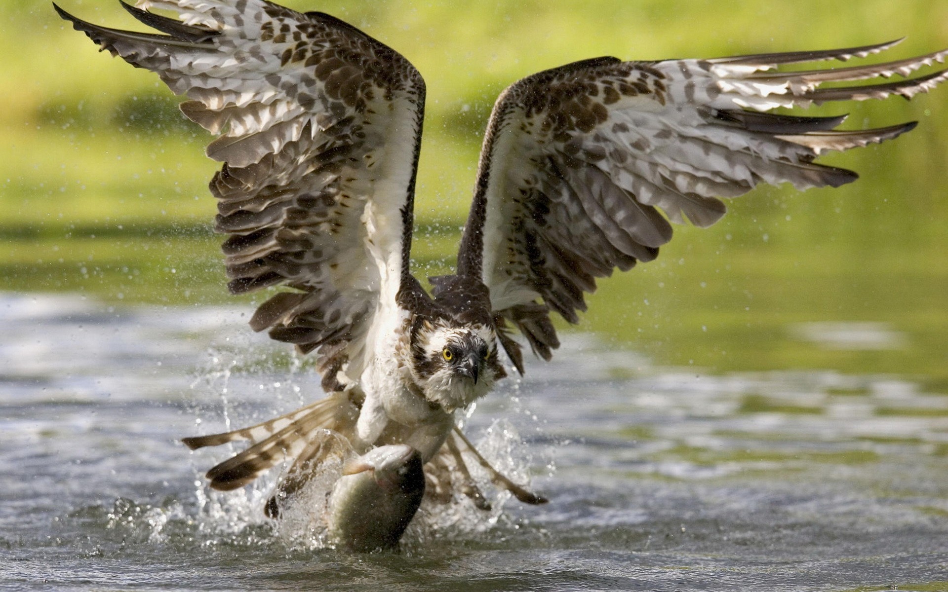 water, birds, fish, osprey, hunting, hawks - Free Wallpaper ...