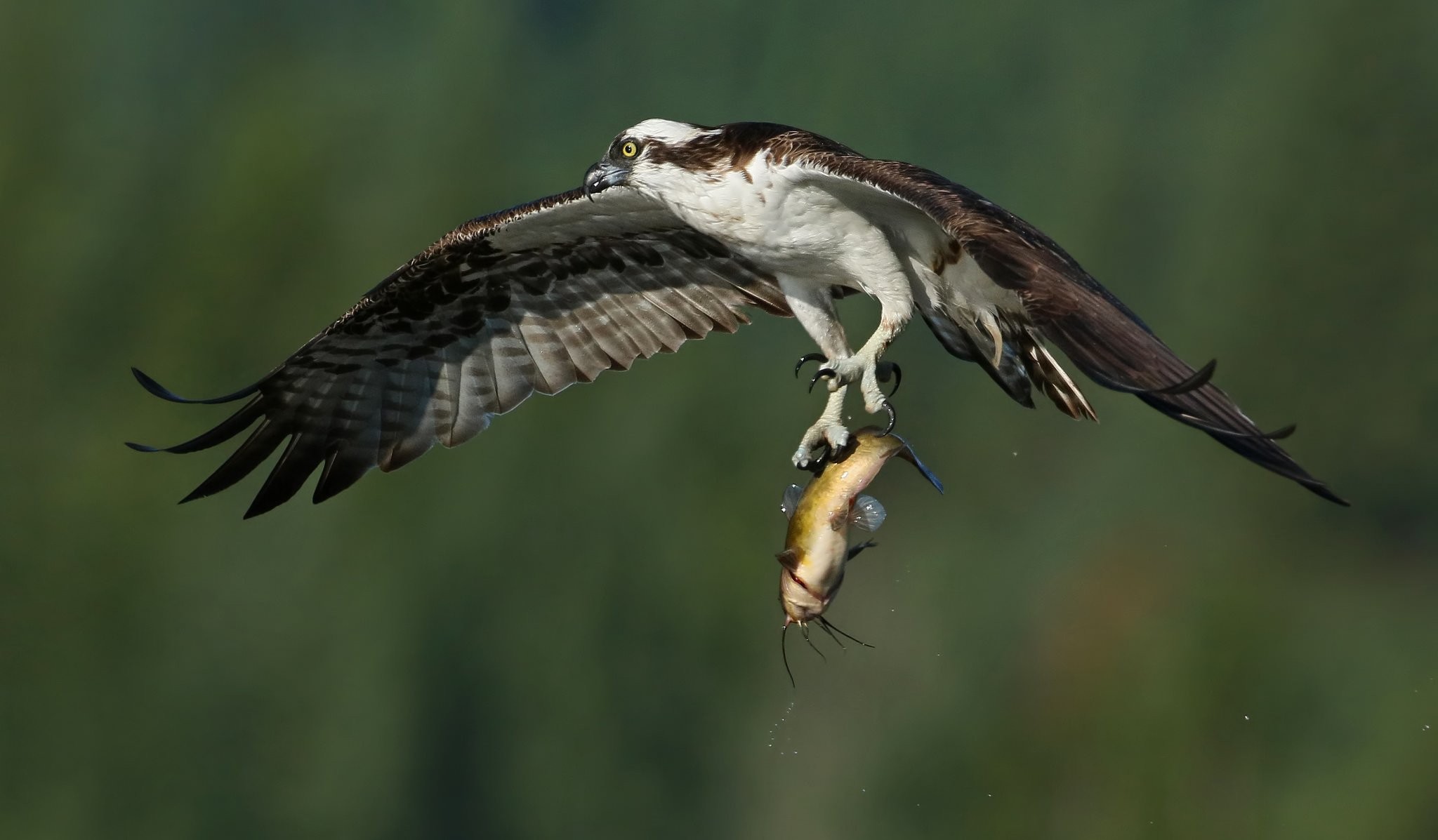Birds: Fishing Flight Osprey Wings Fish Catch Bird Prey Hunting ...