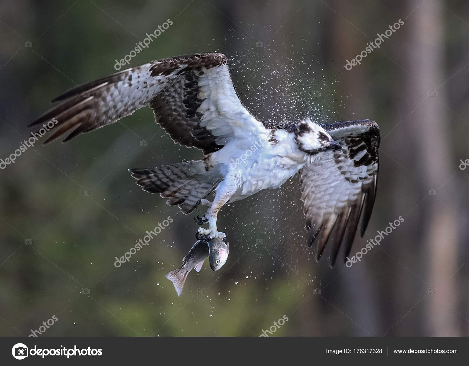 osprey hunting for fish — Stock Photo © graphicphoto #176317328