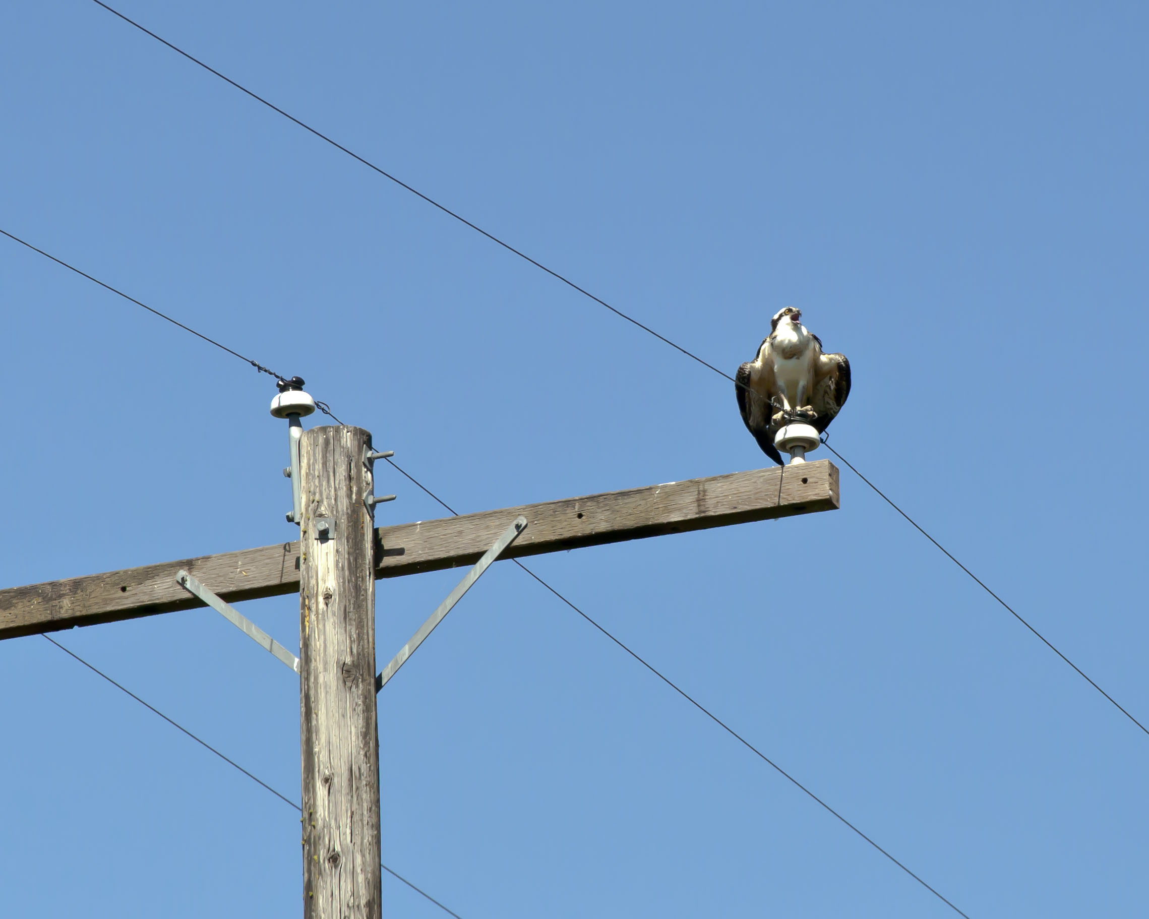 Osprey on wire photo