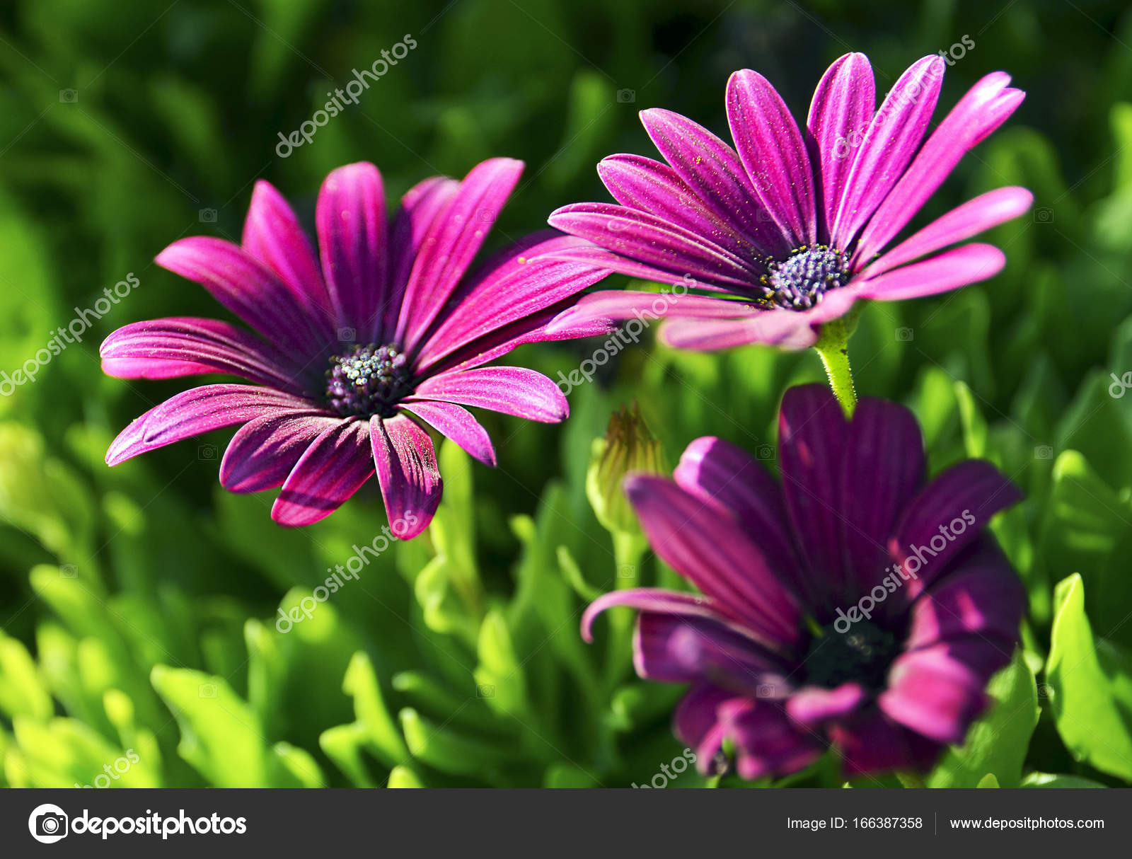 Osteospermum ecklonis flowers (Cape Marguerite flower, Dimorphotheca ...