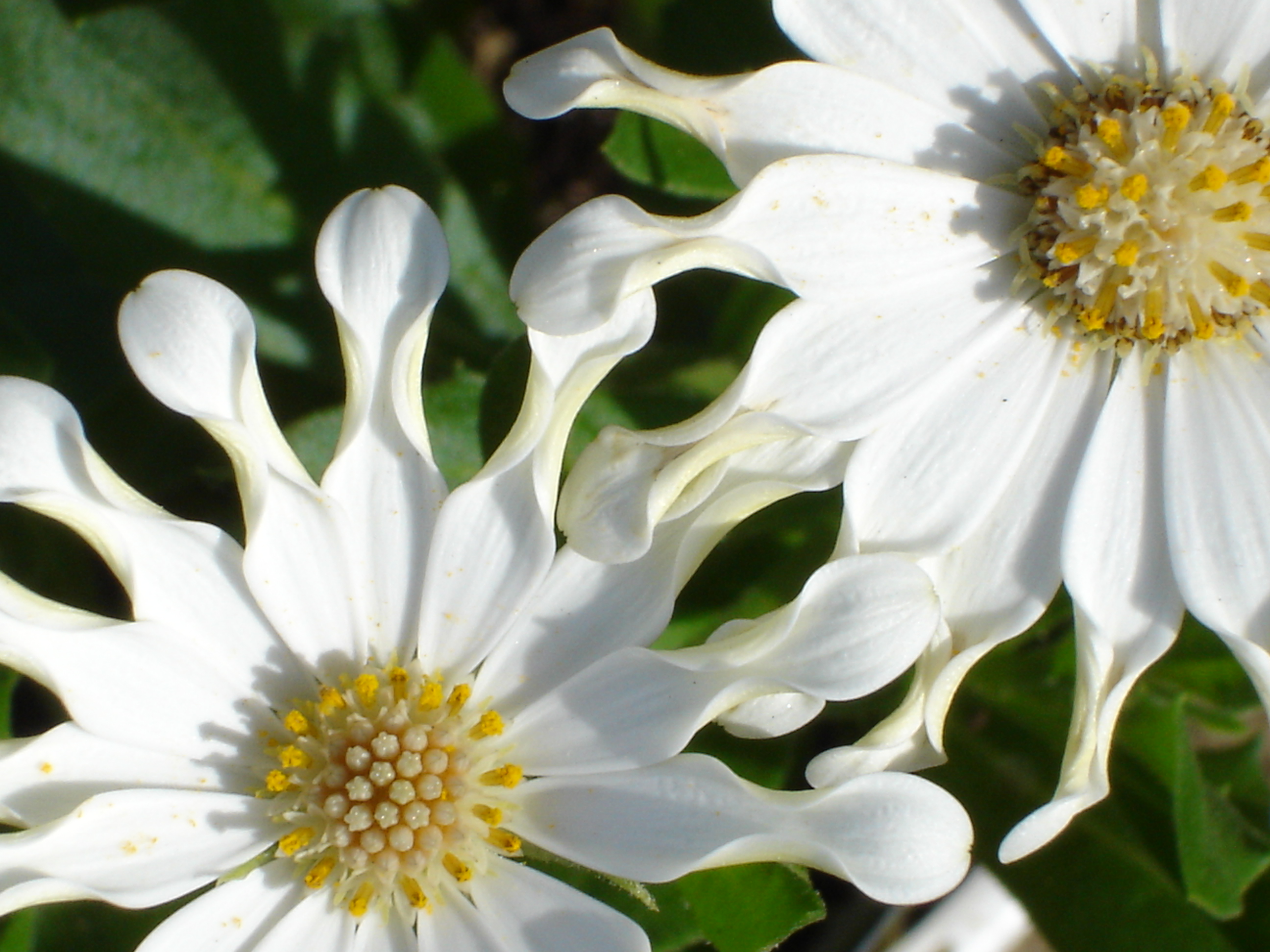 Osteospermum ecklonis photo