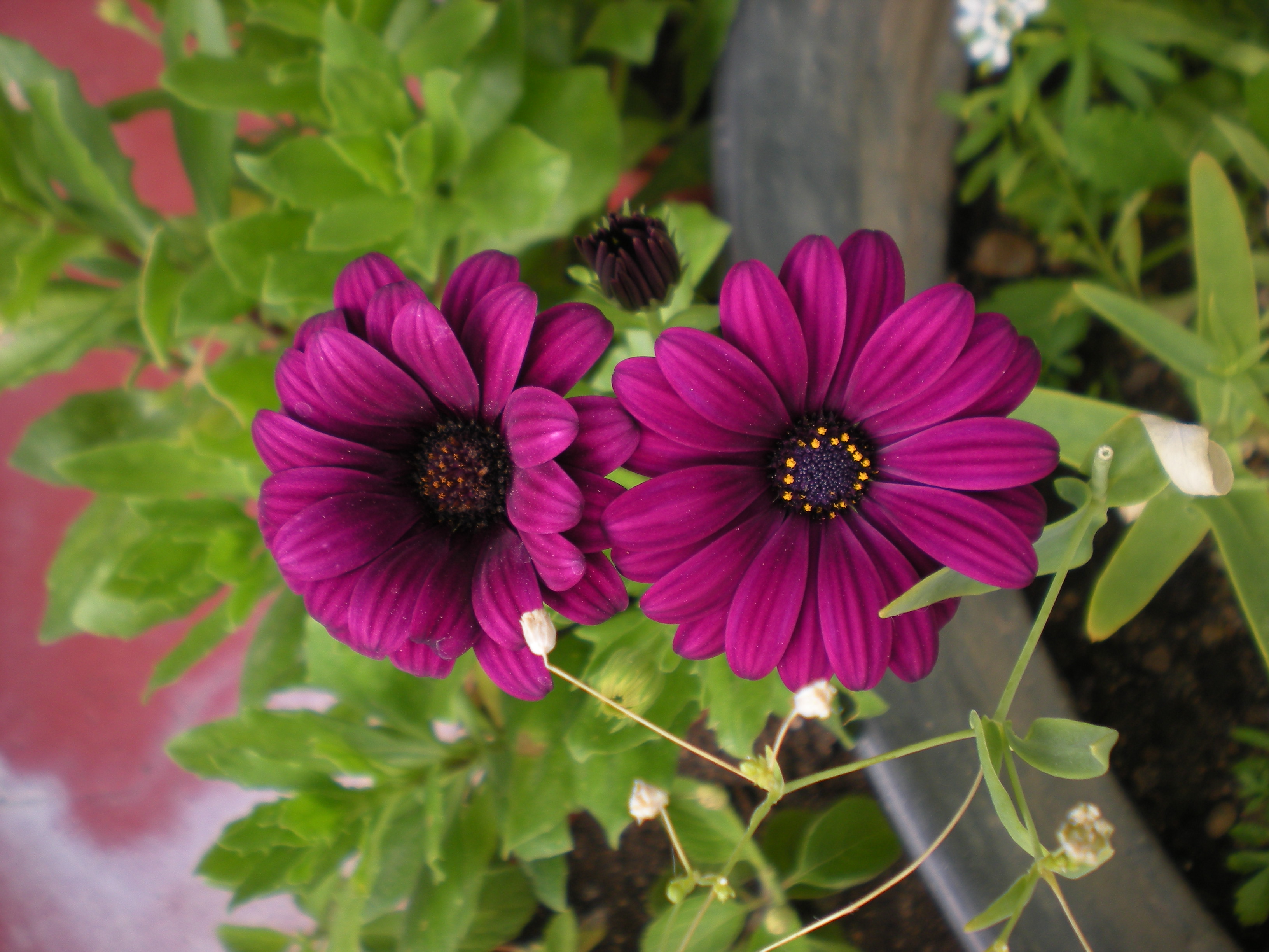 Osteospermum ecklonis (DC.) Norl. – Margaritas del Cabo. | Cabo and ...