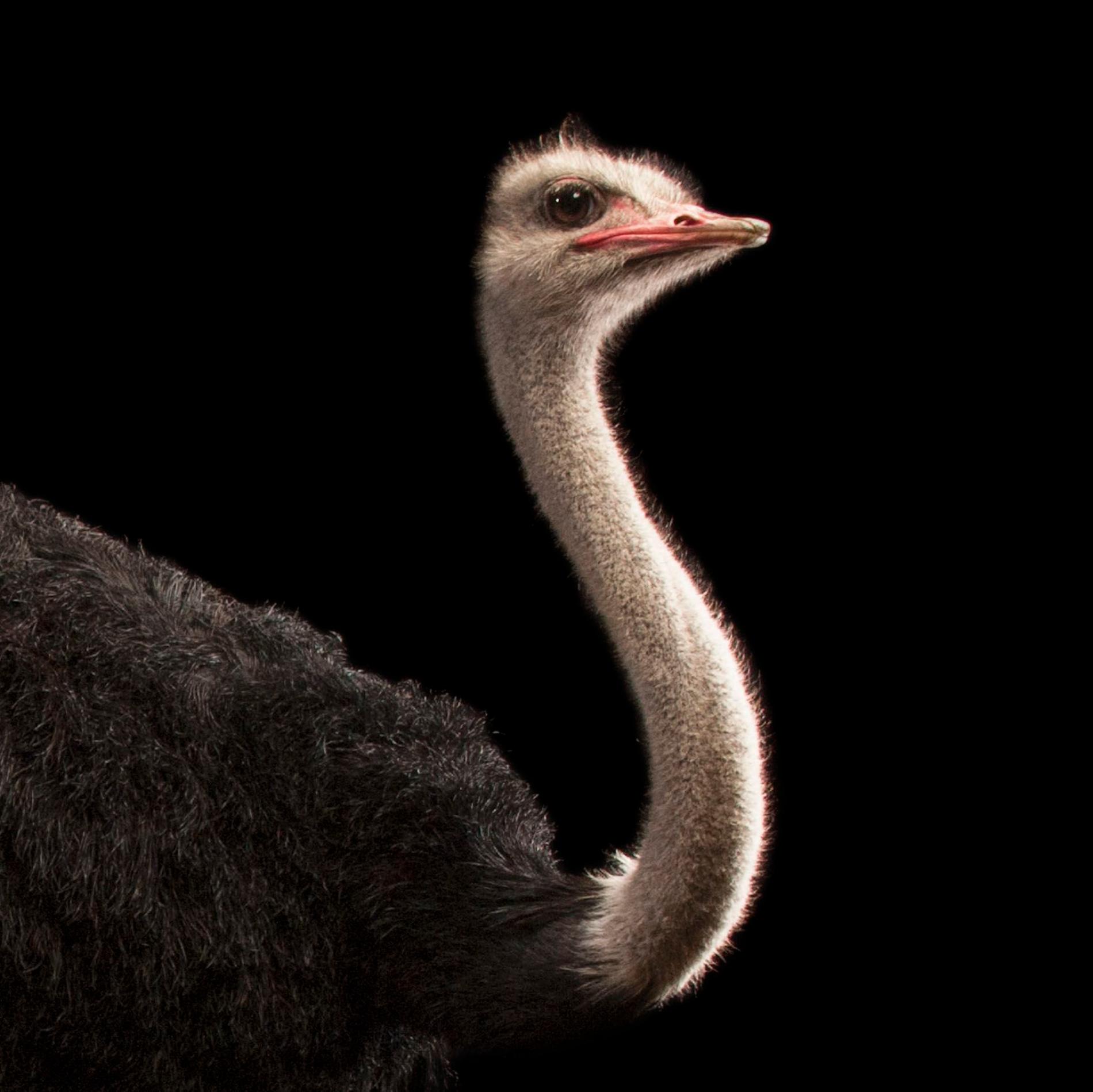 Ostrich | National Geographic
