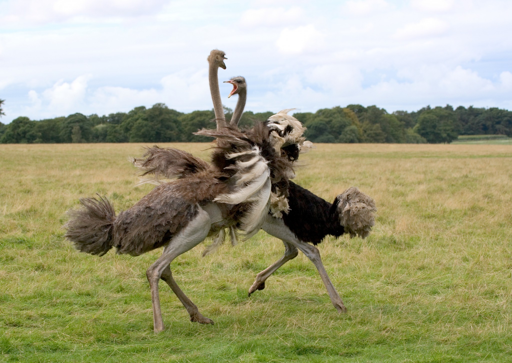 Ostrich-Male-and-female-1.jpg