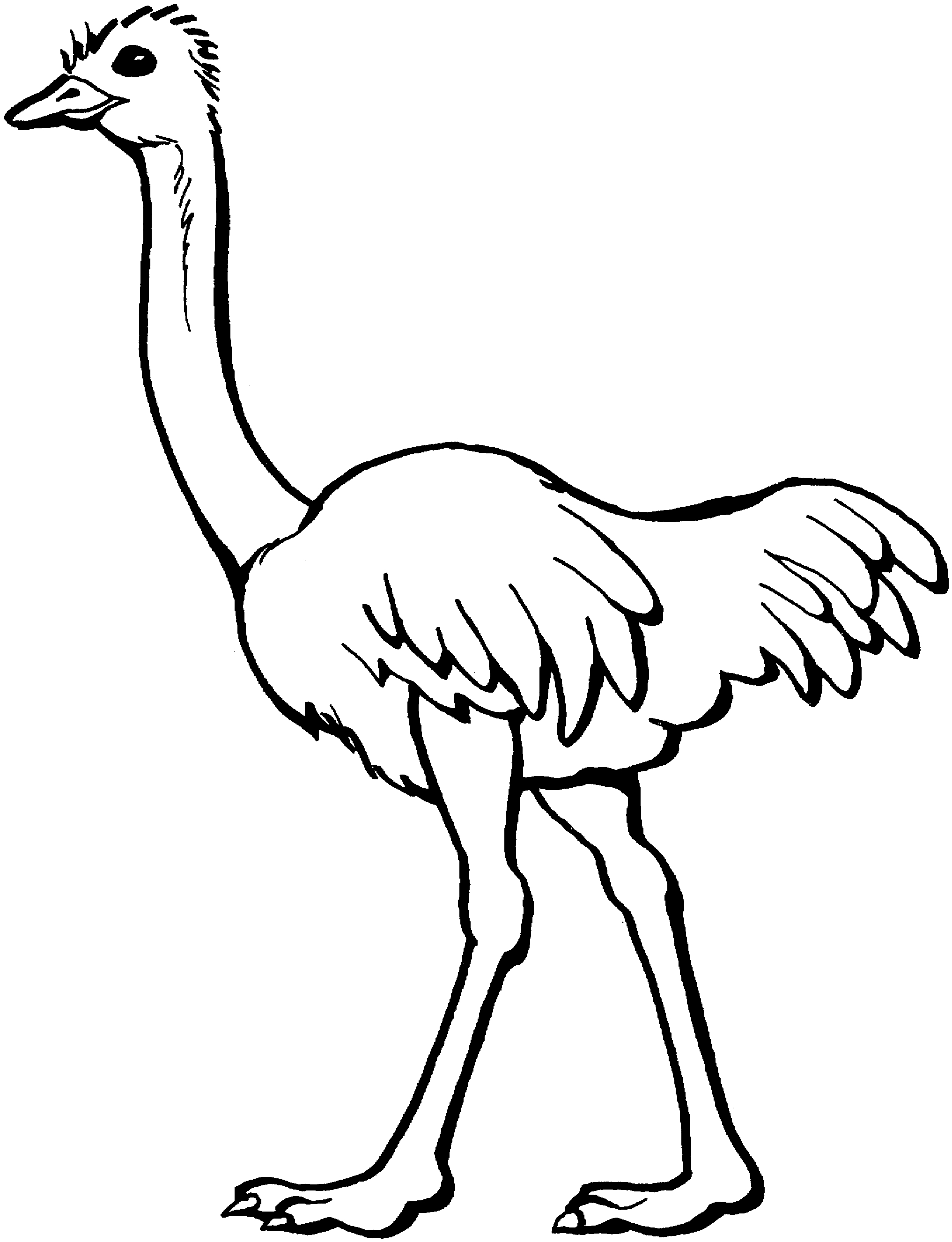New Ostrich Clipart Design - Digital Clipart Collection