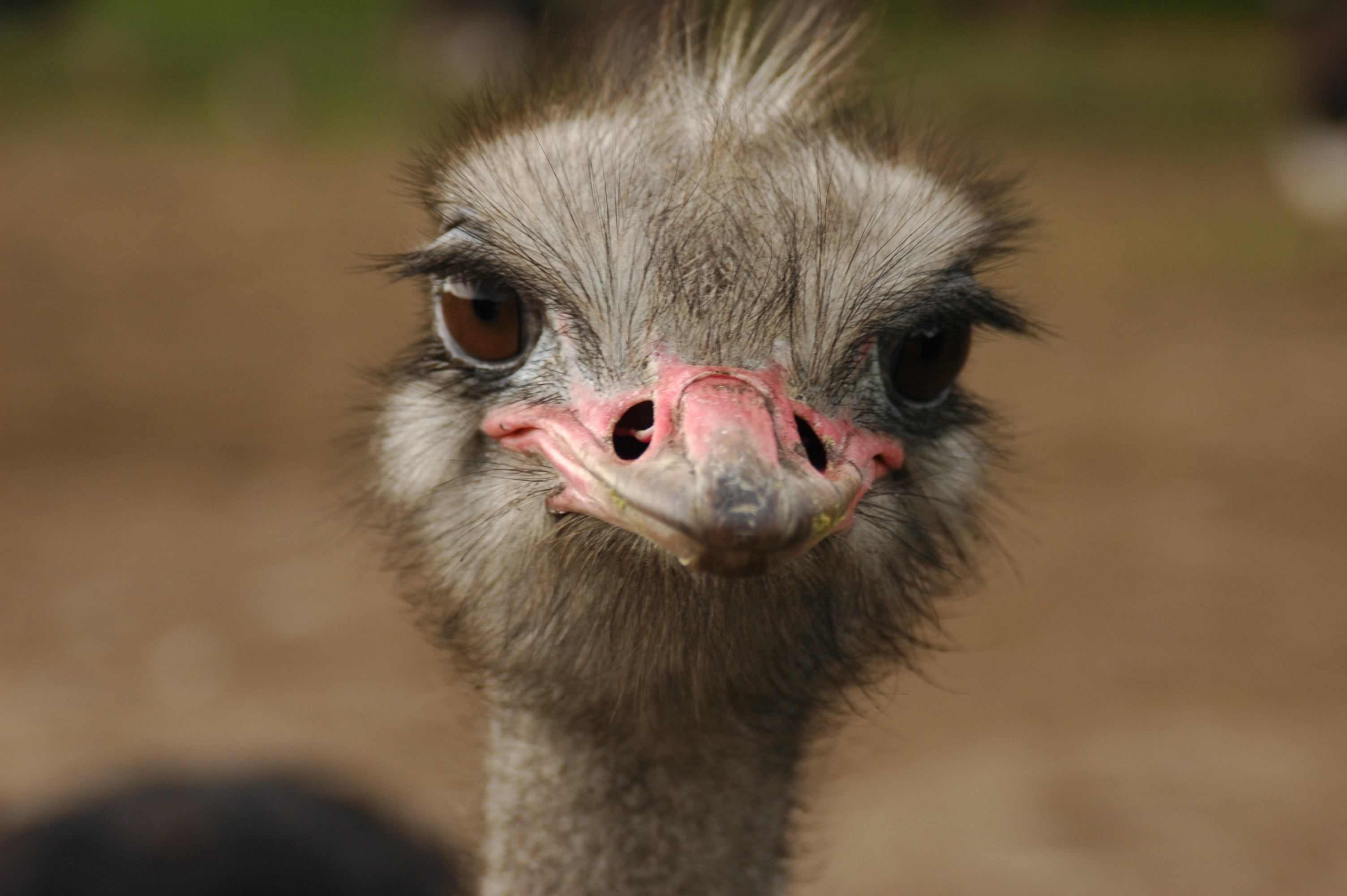 Ostrich closeup photo