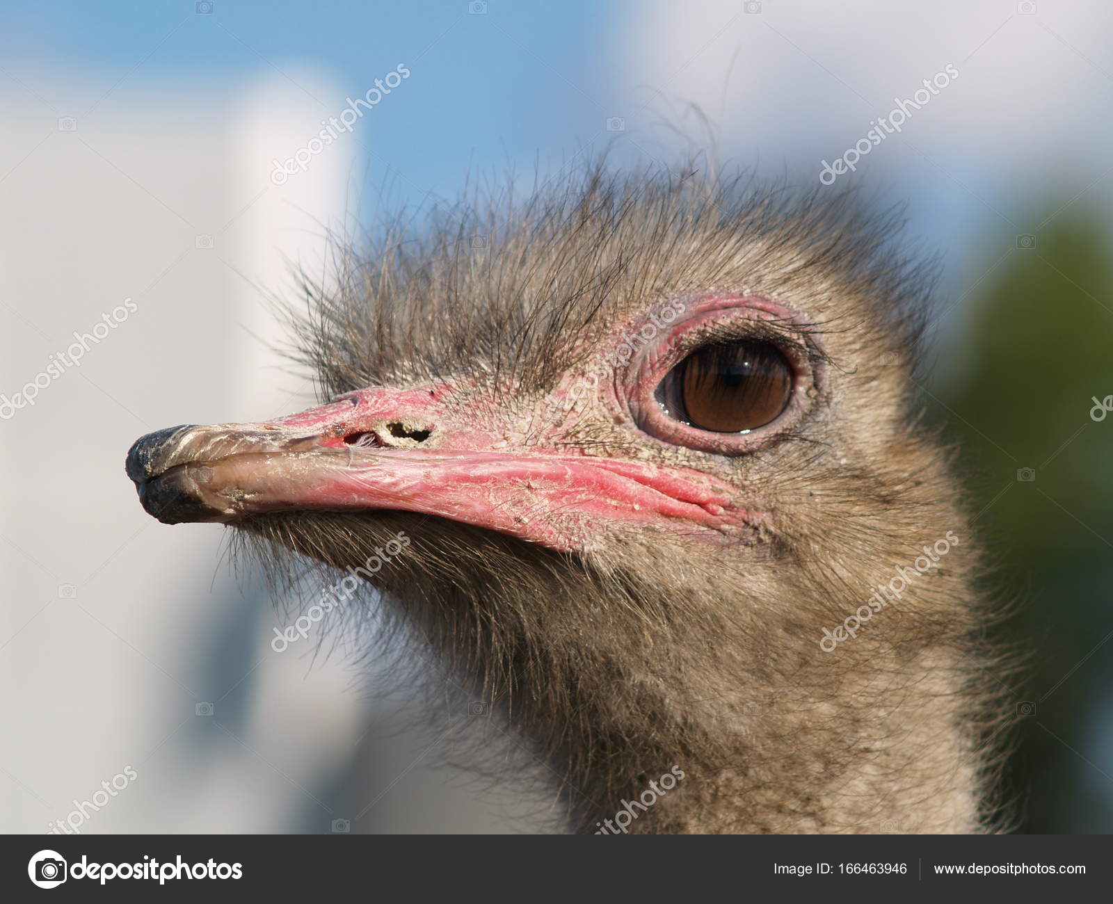 ostrich close-up — Stock Photo © maxim1717 #166463946