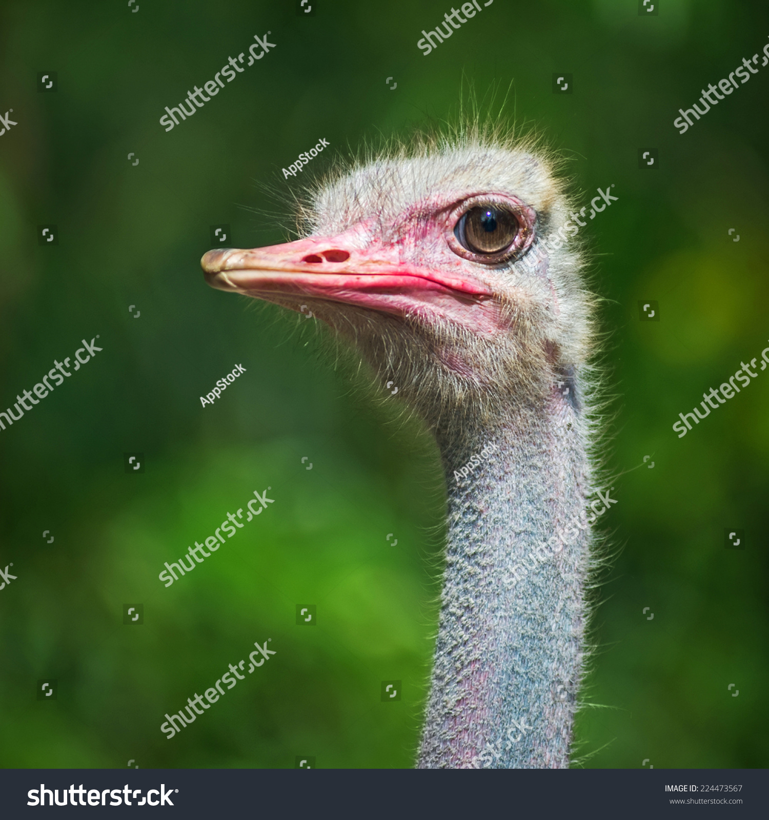 Ostrich Closeup Stock Photo (Royalty Free) 224473567 - Shutterstock