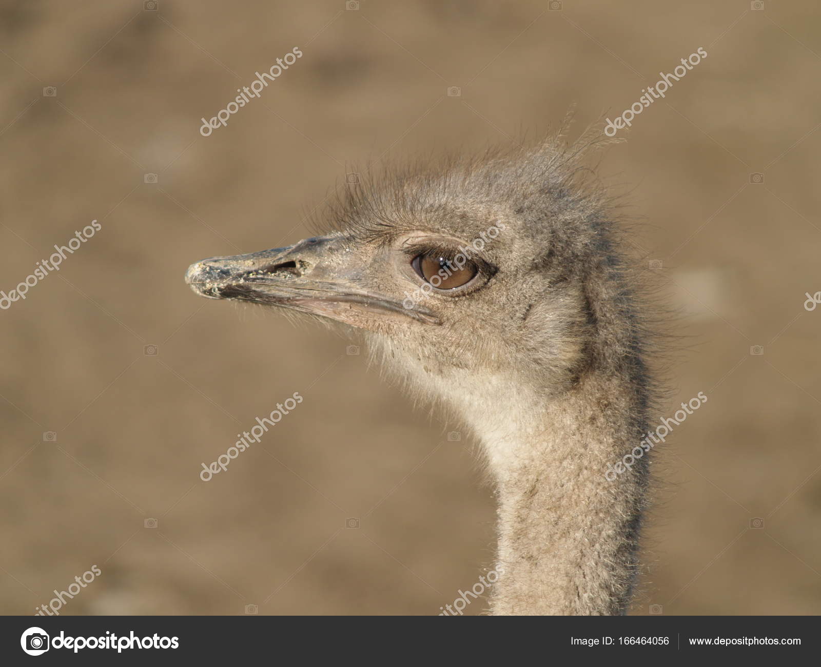 ostrich close-up — Stock Photo © maxim1717 #166464056