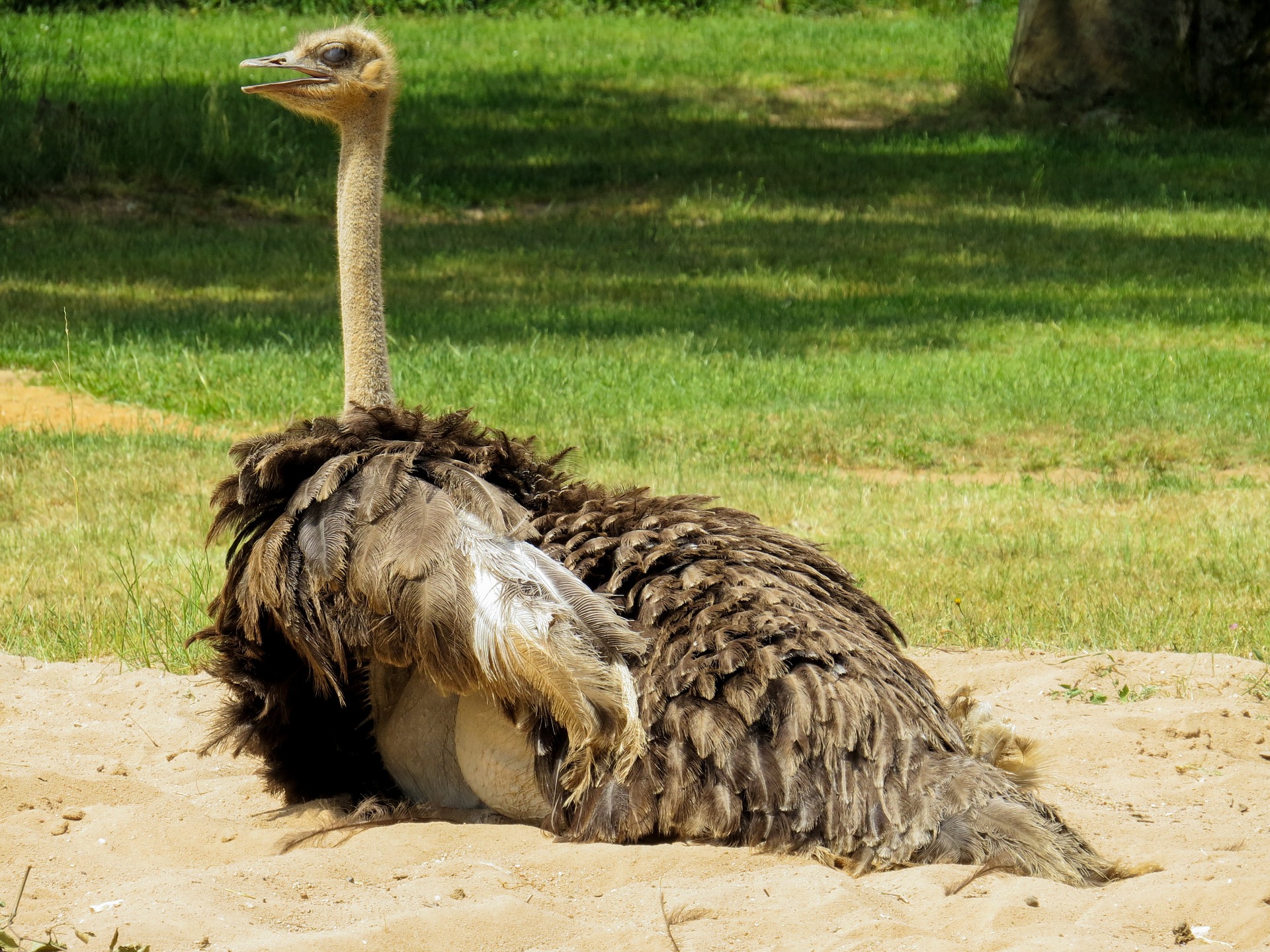 Ostrich in the zoo photo