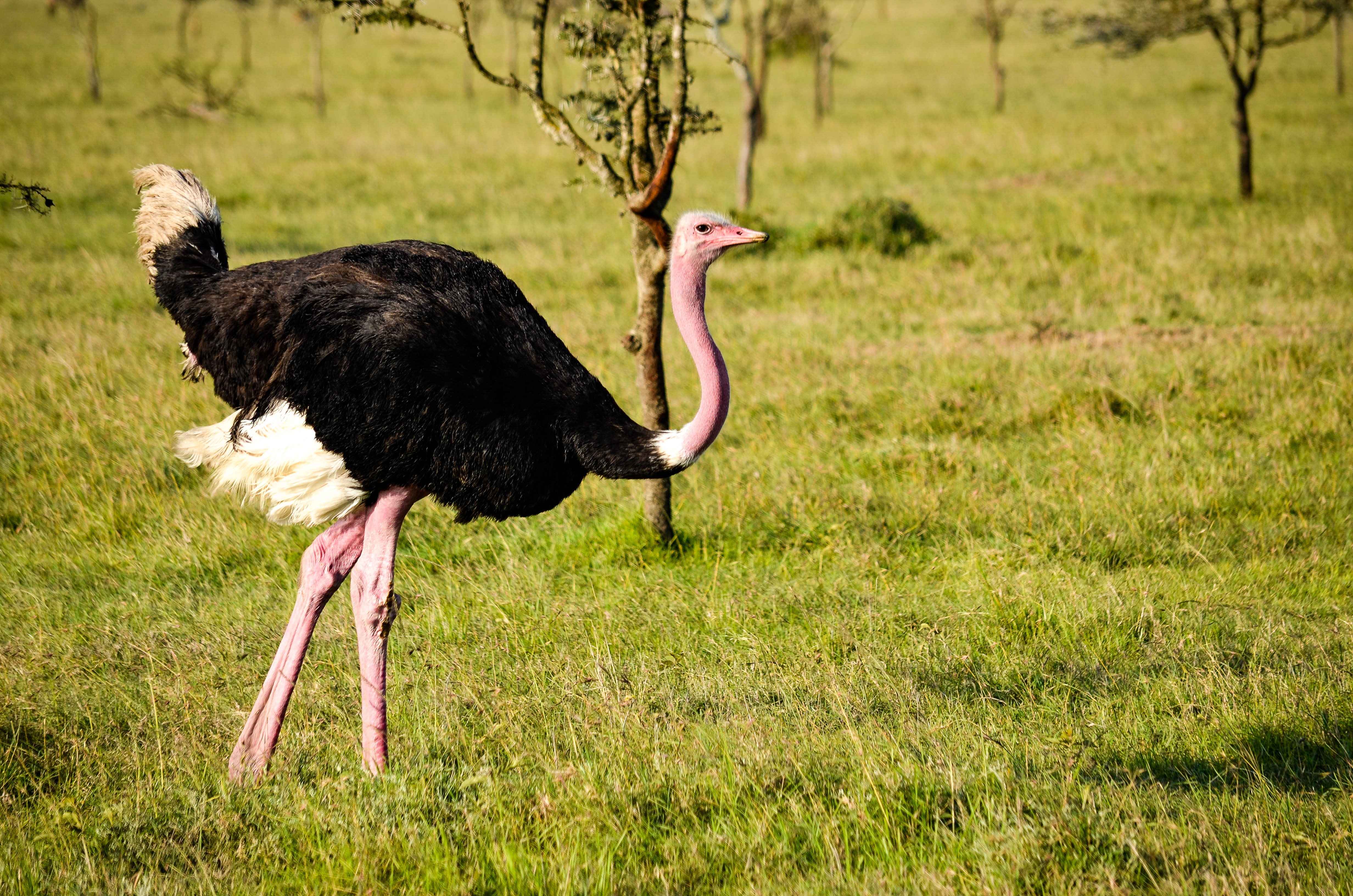 Ostrich on green grass field photo