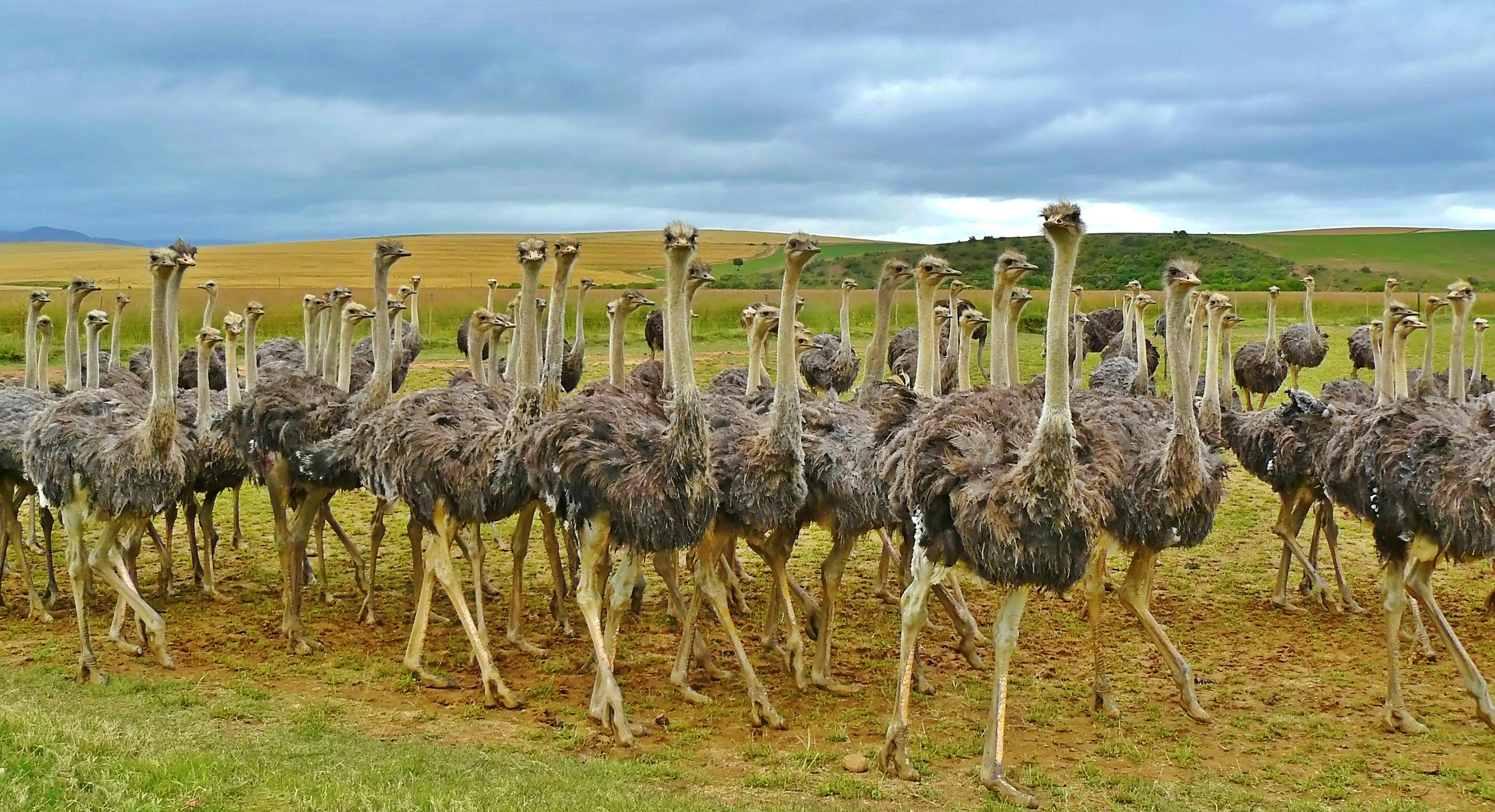 Ostriches photo