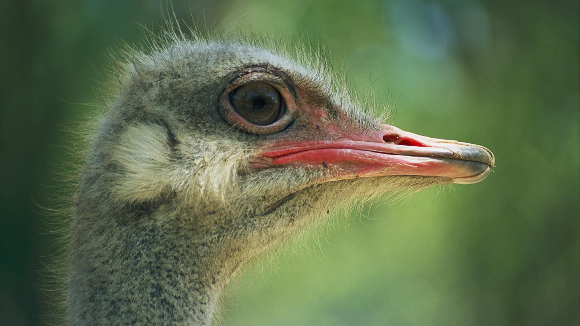 ostrich-closeup.ngsversion.1396531029306.adapt.1900.1.jpg