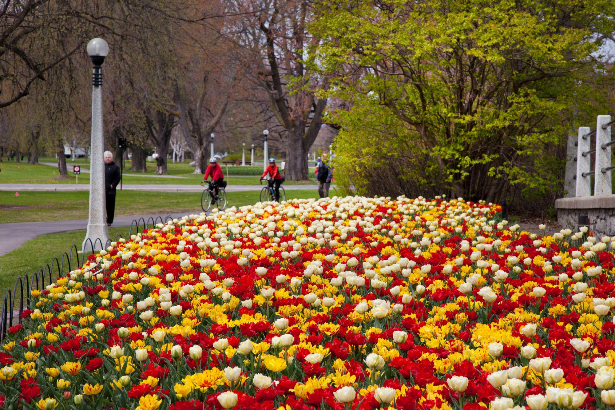 Ottawa tulips photo