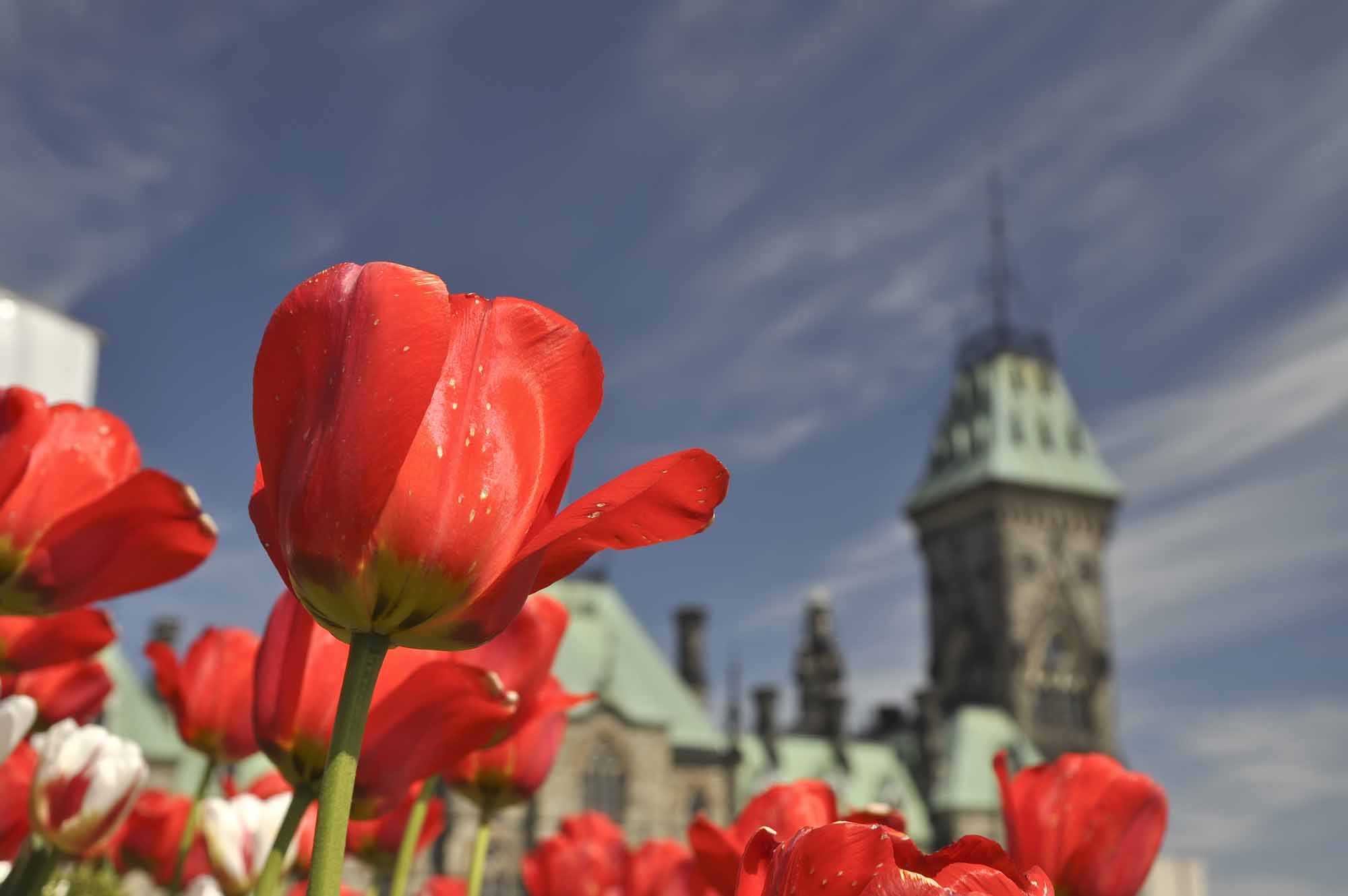Canadian Tulip Festival - The Canadian Encyclopedia