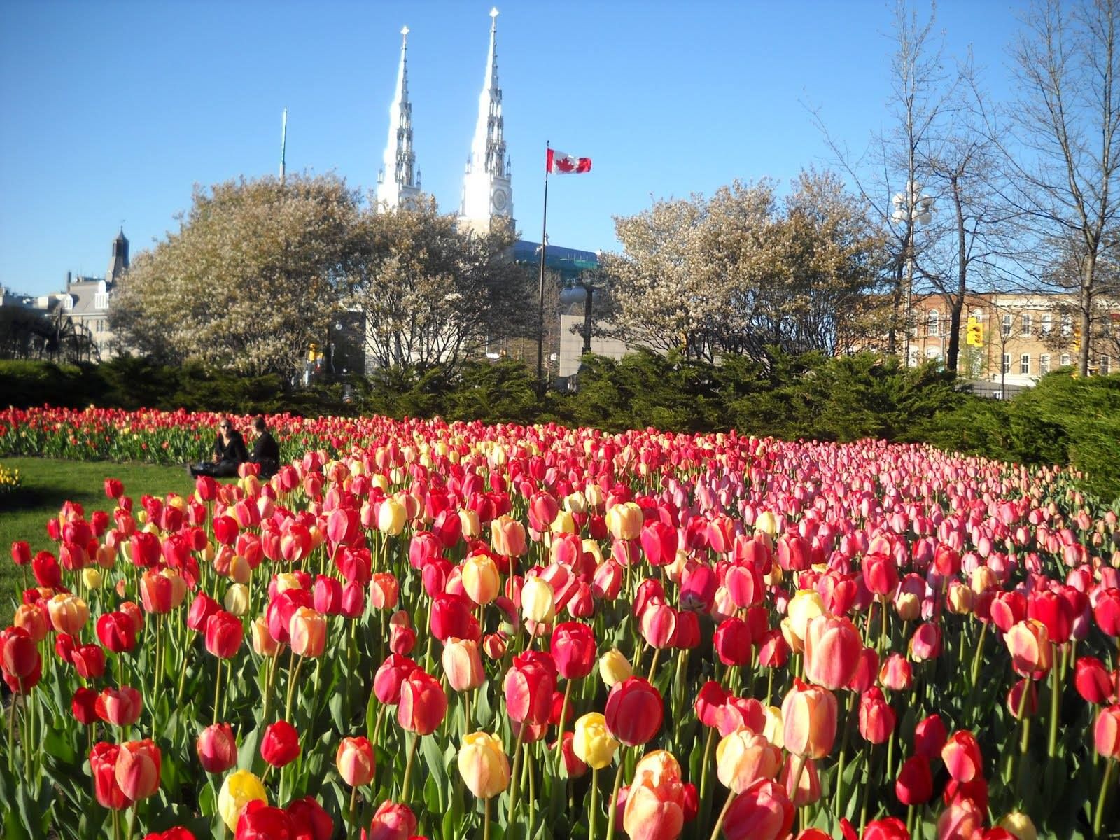 Check out the Canadian Tulip Festival! In 1945, Princess Juliana of ...