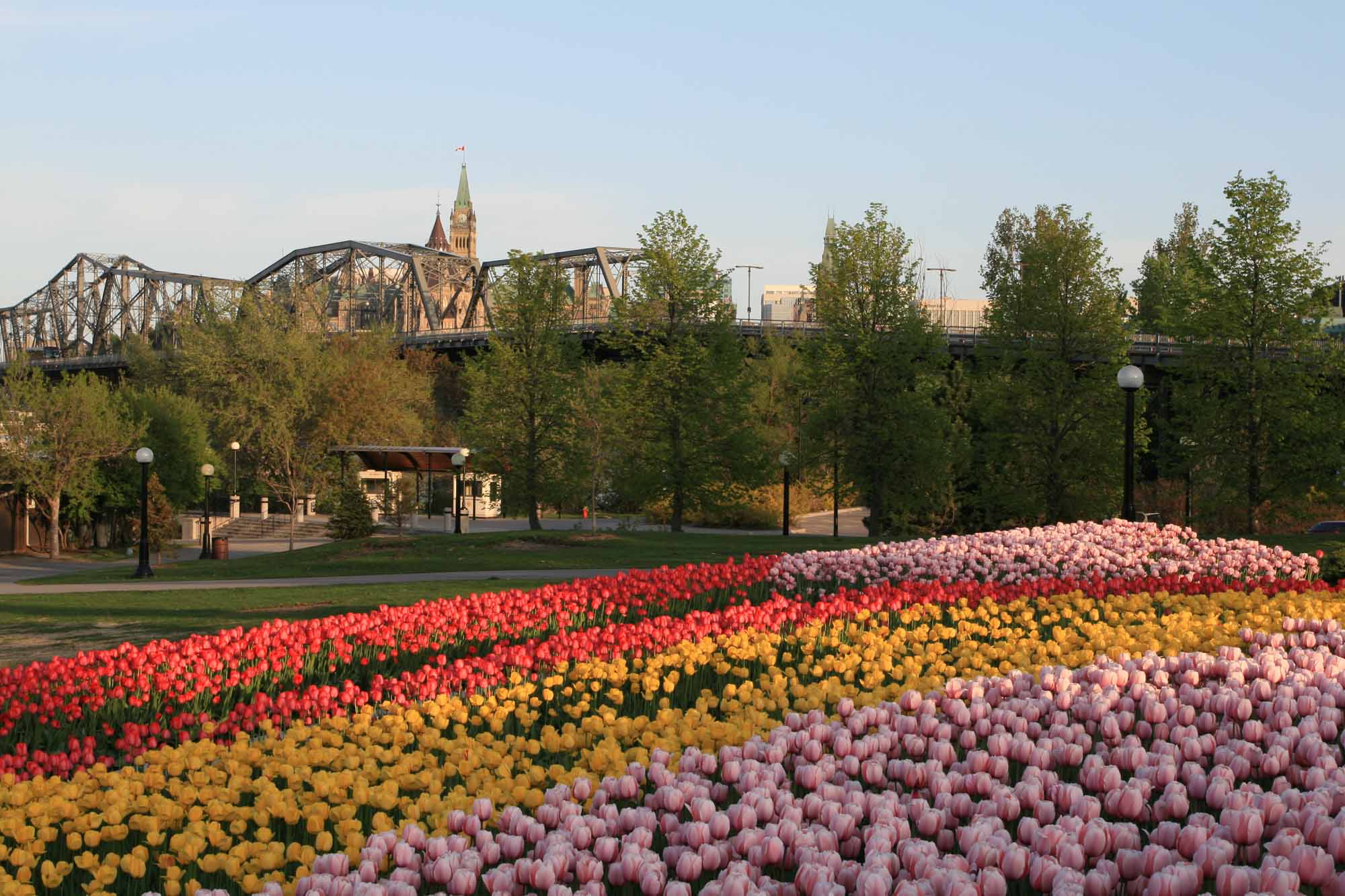 Canadian Tulip Festival - The Canadian Encyclopedia