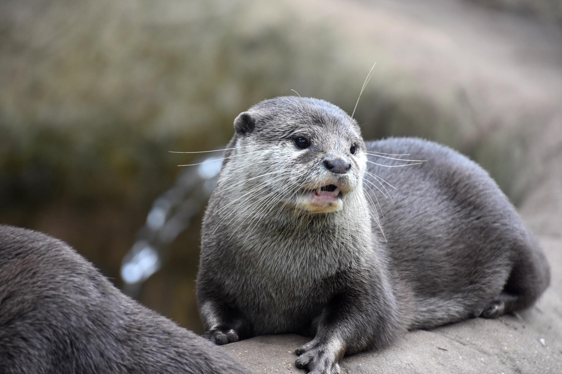 Otter (Lutra Canadensis) - Animals - A-Z Animals