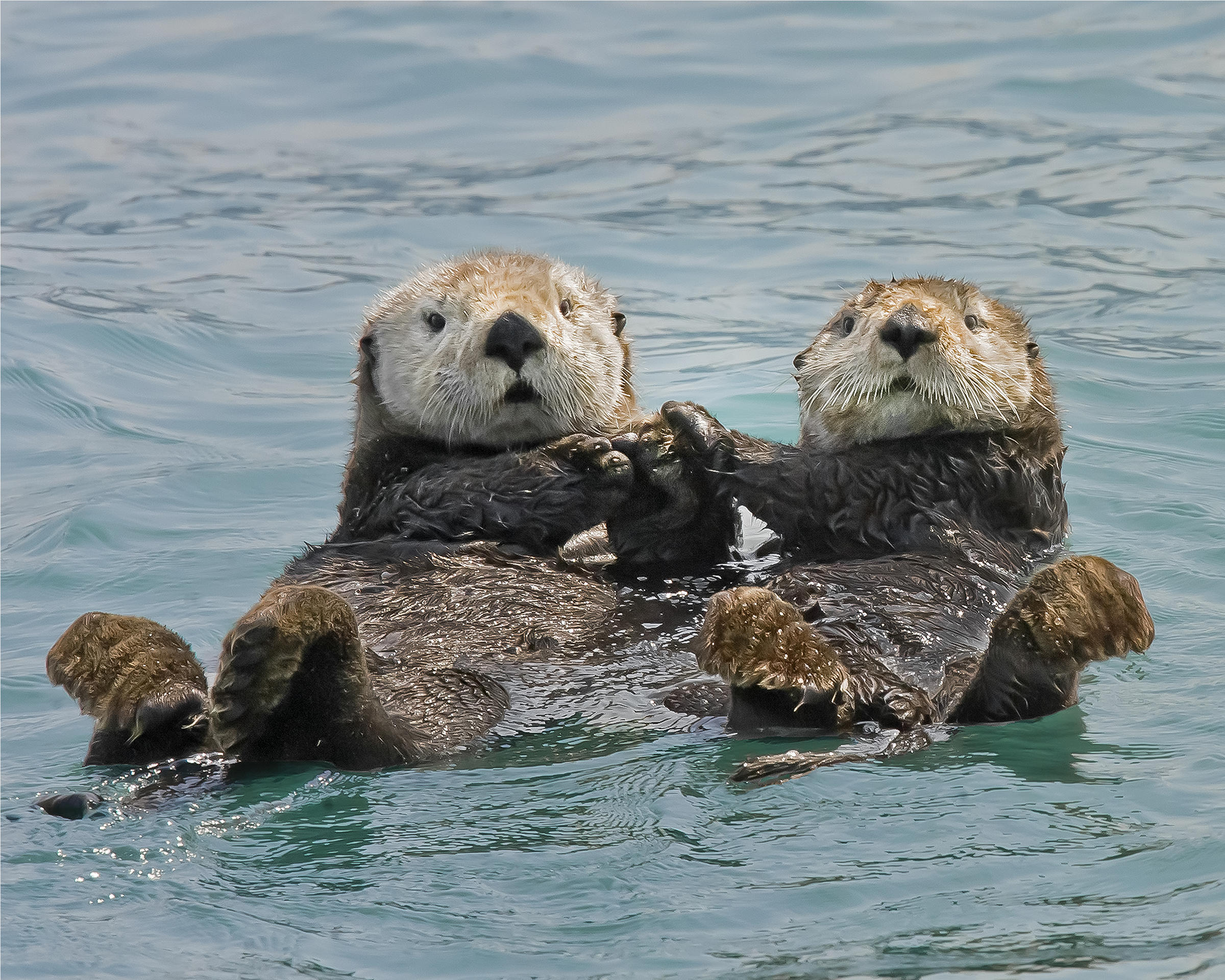New Book Documents History Of Sea Otters | Rhode Island Public Radio