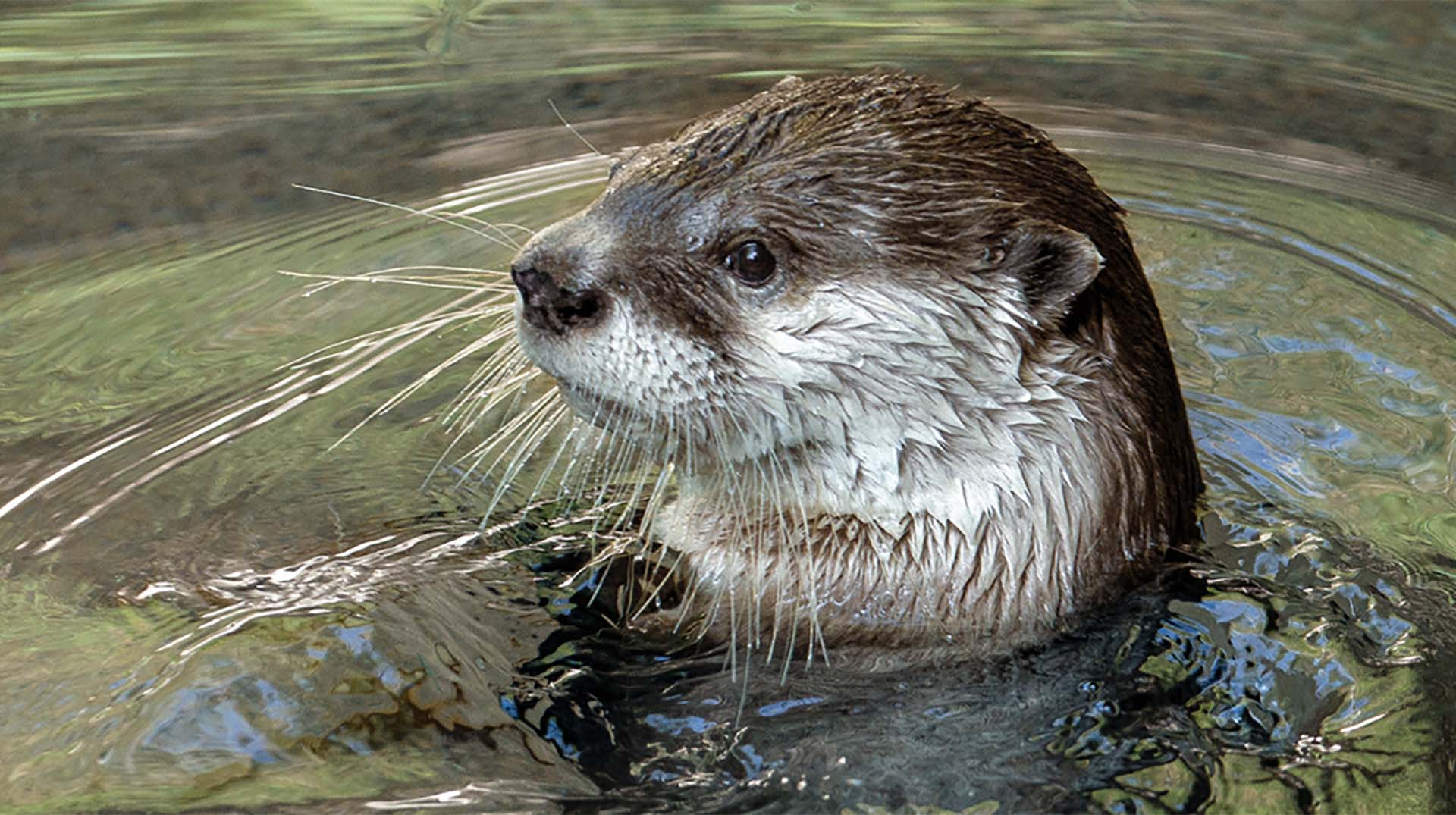 Otter | San Diego Zoo Animals & Plants