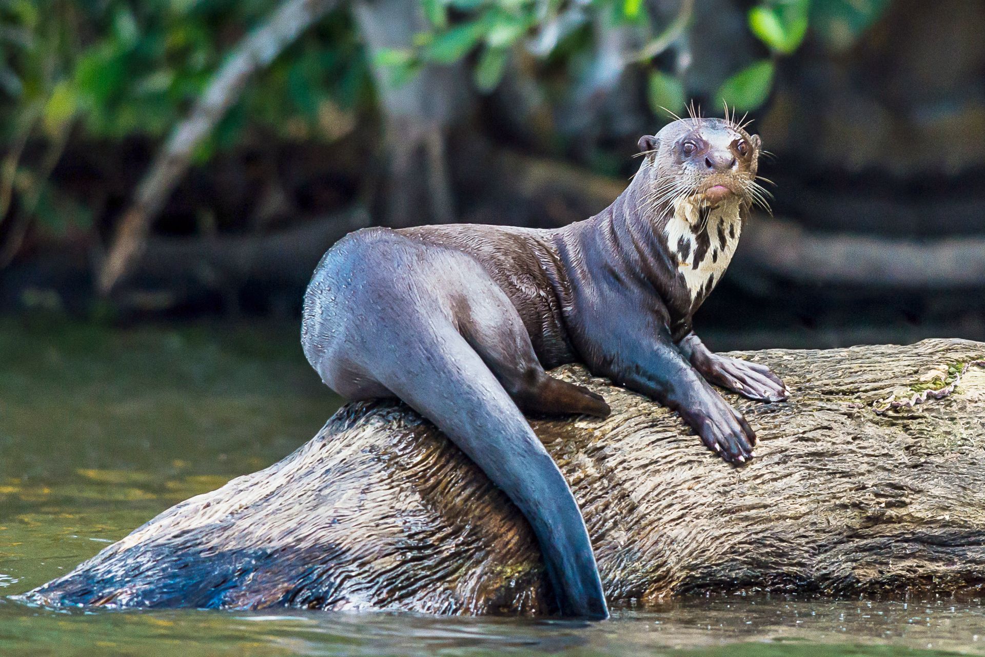 Животные реки амазонки