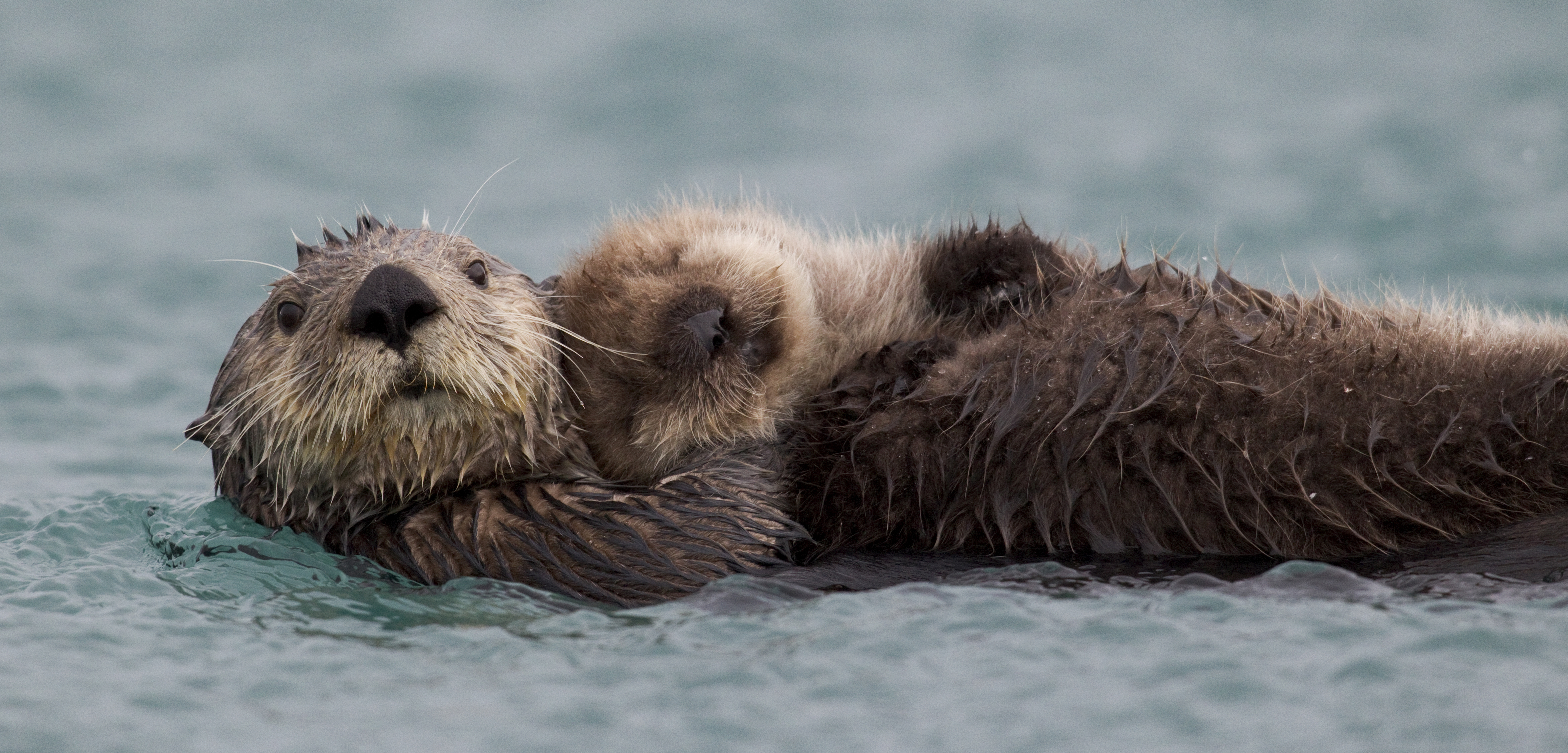 What's Killing Alaska's Sea Otters? | Hakai Magazine