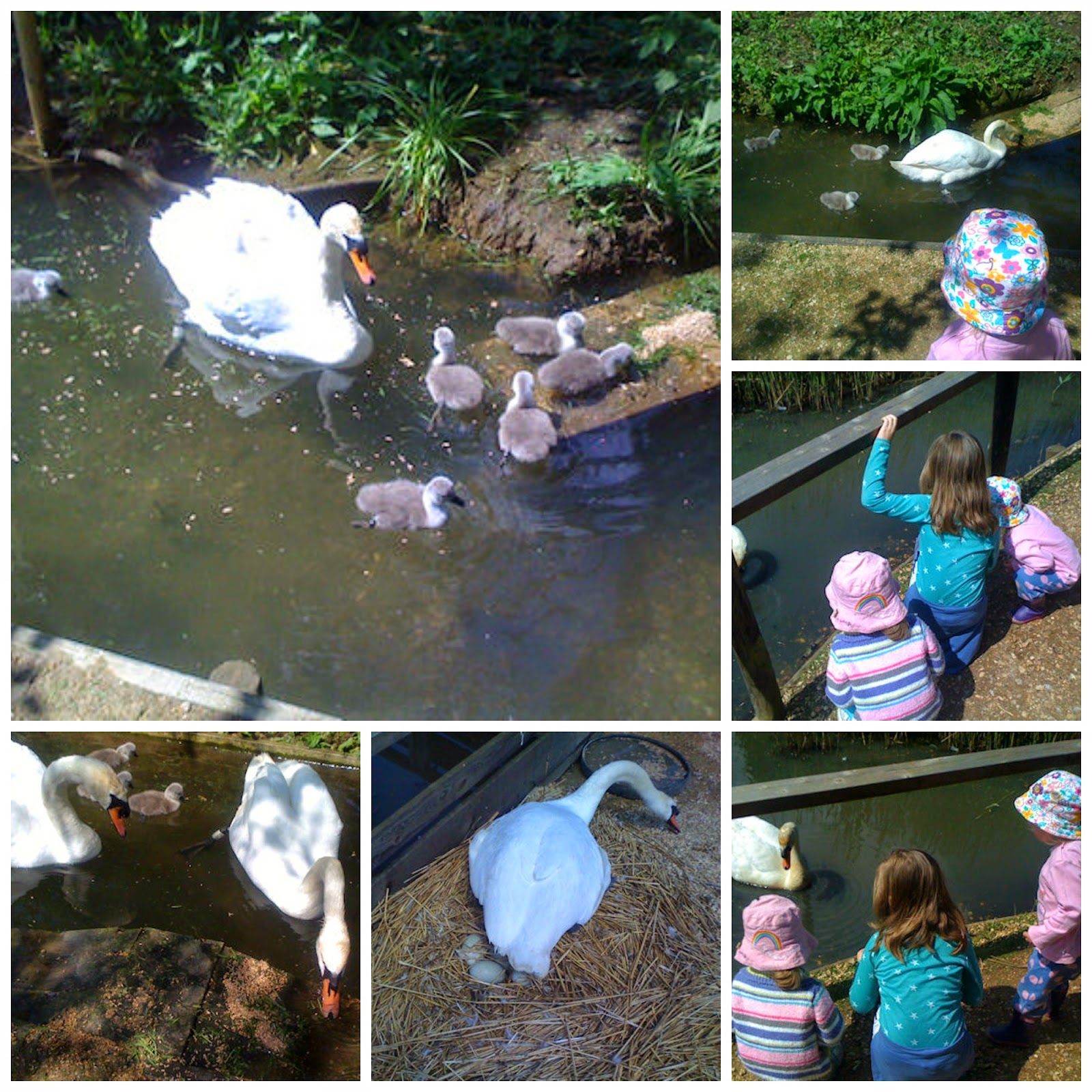 The Mad Mummy Musings: A Trip Out to See the Baby Signets at ...
