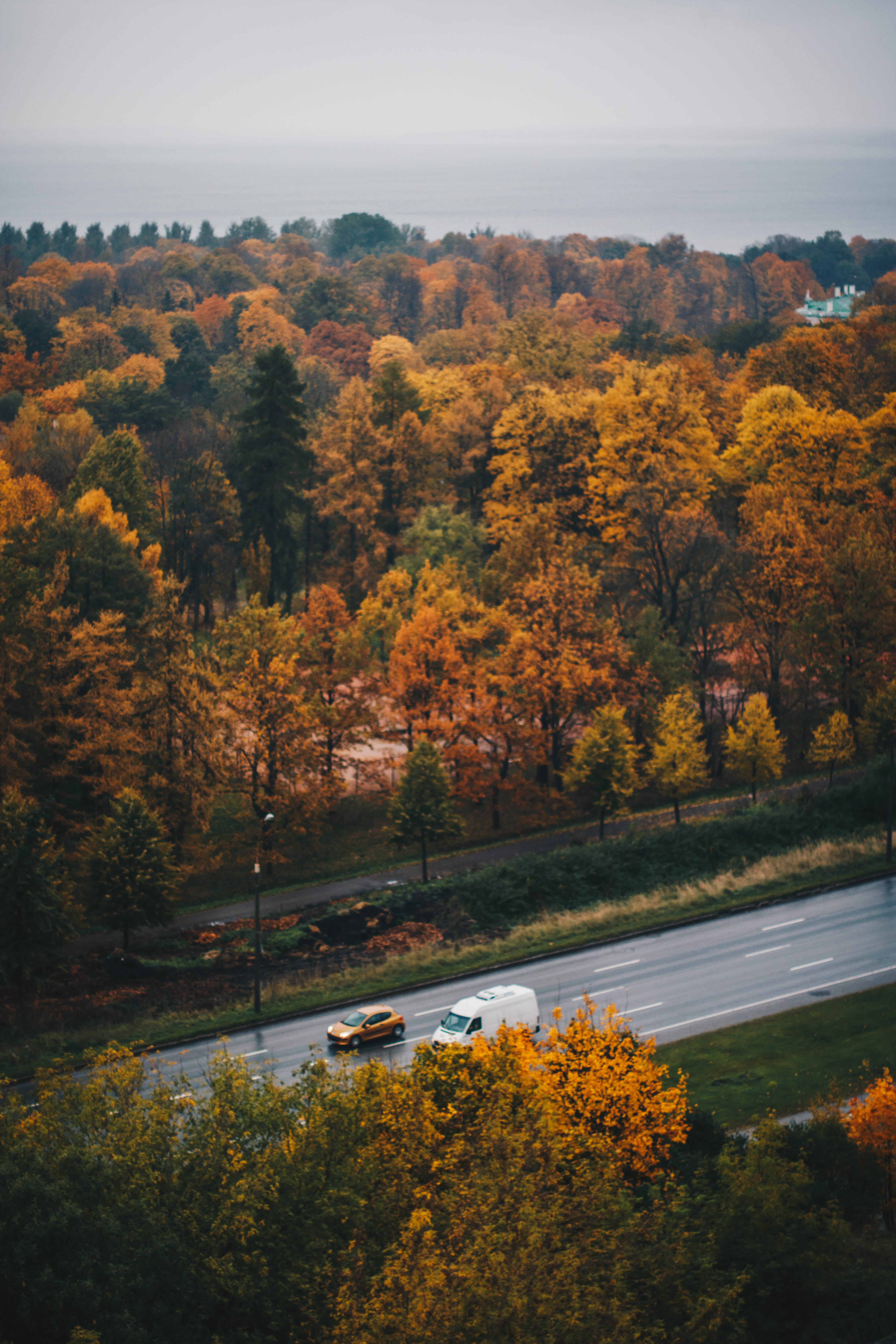 Overview of brown leaf trees and road photo