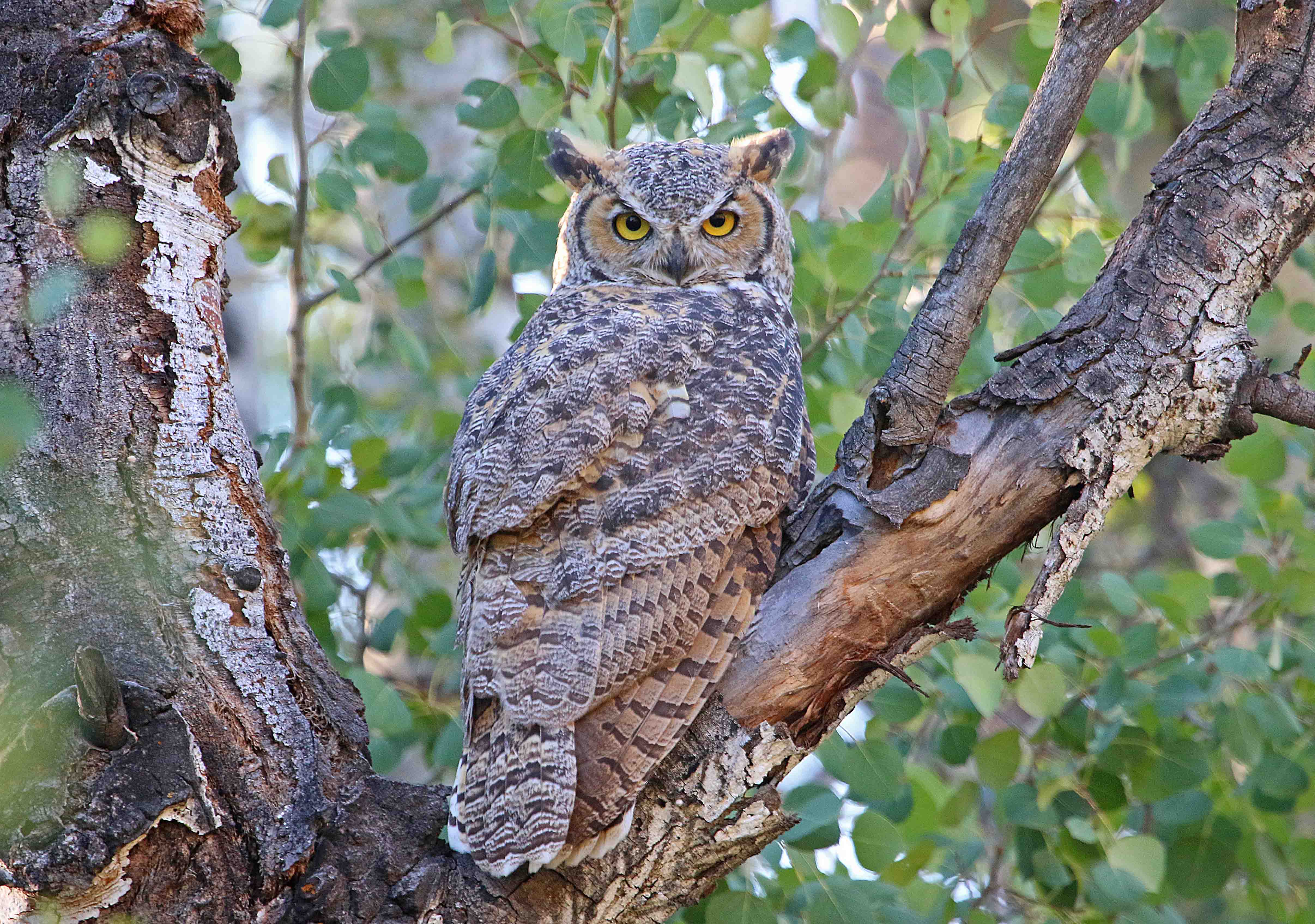 Emigration Canyon - Owl Meadow SAVED! | Utah Open Lands