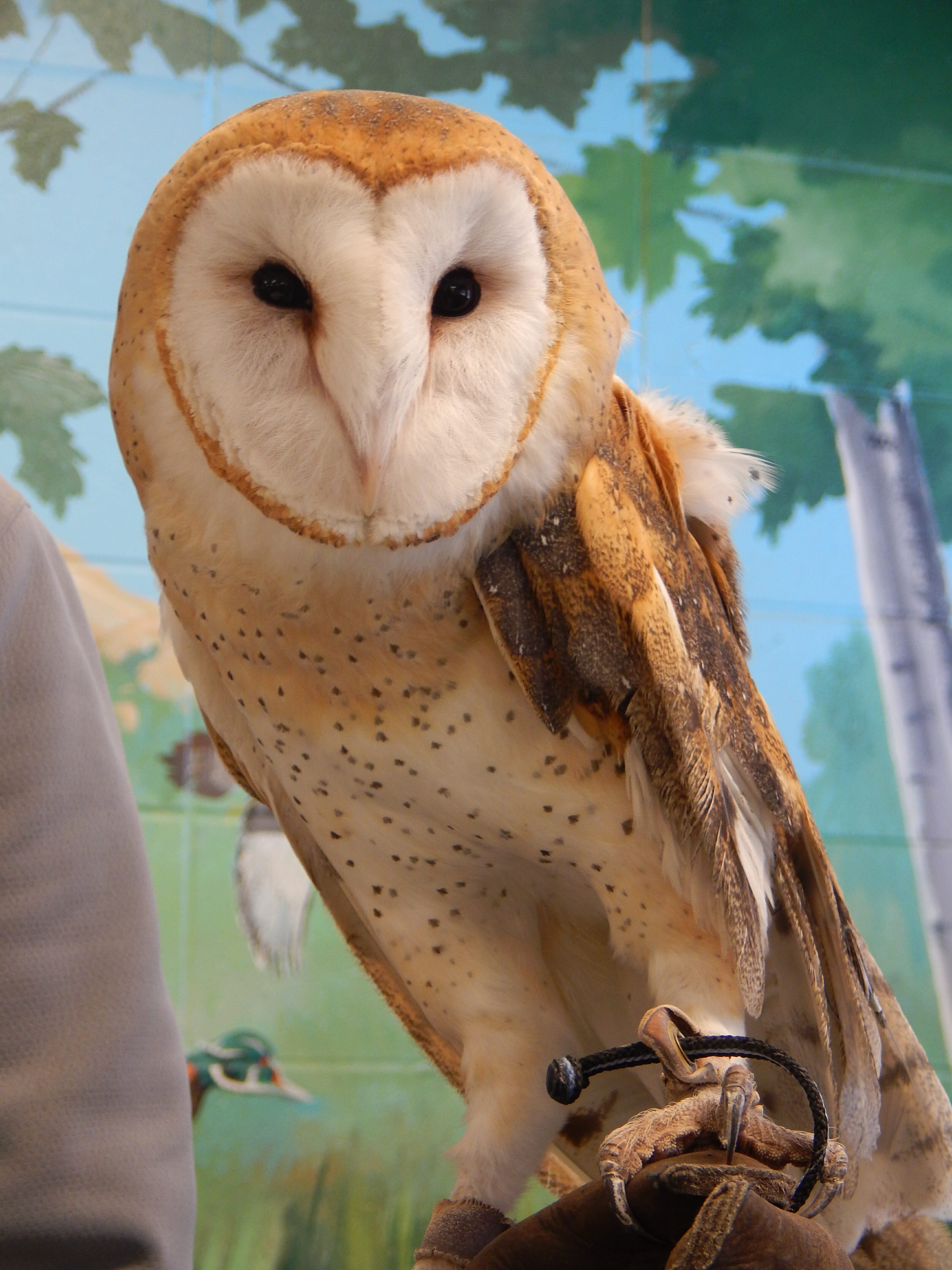 Barn Owl - Potawatomi Zoo